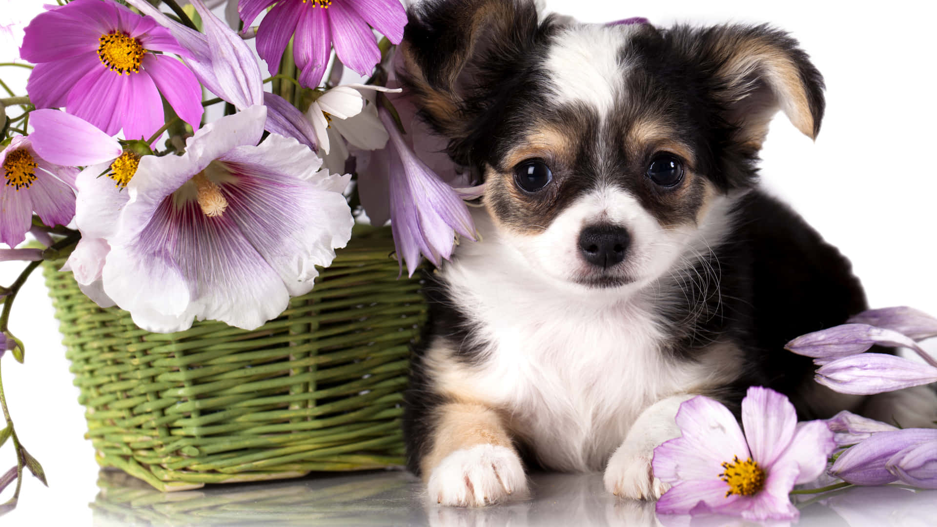 Baby Chihuahua Dog With Flowers Background