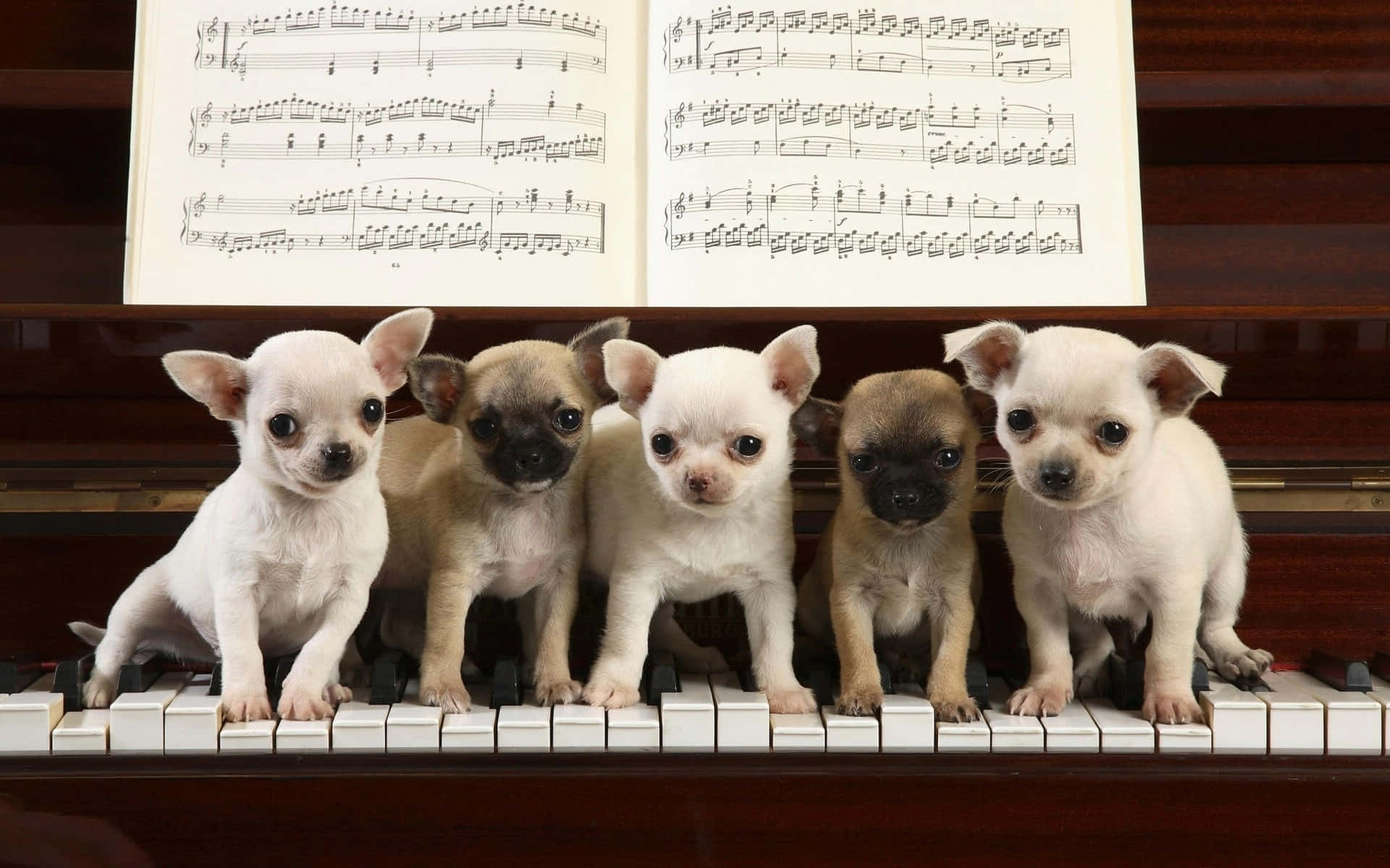 Baby Chihuahua Dogs Lined On Piano Background