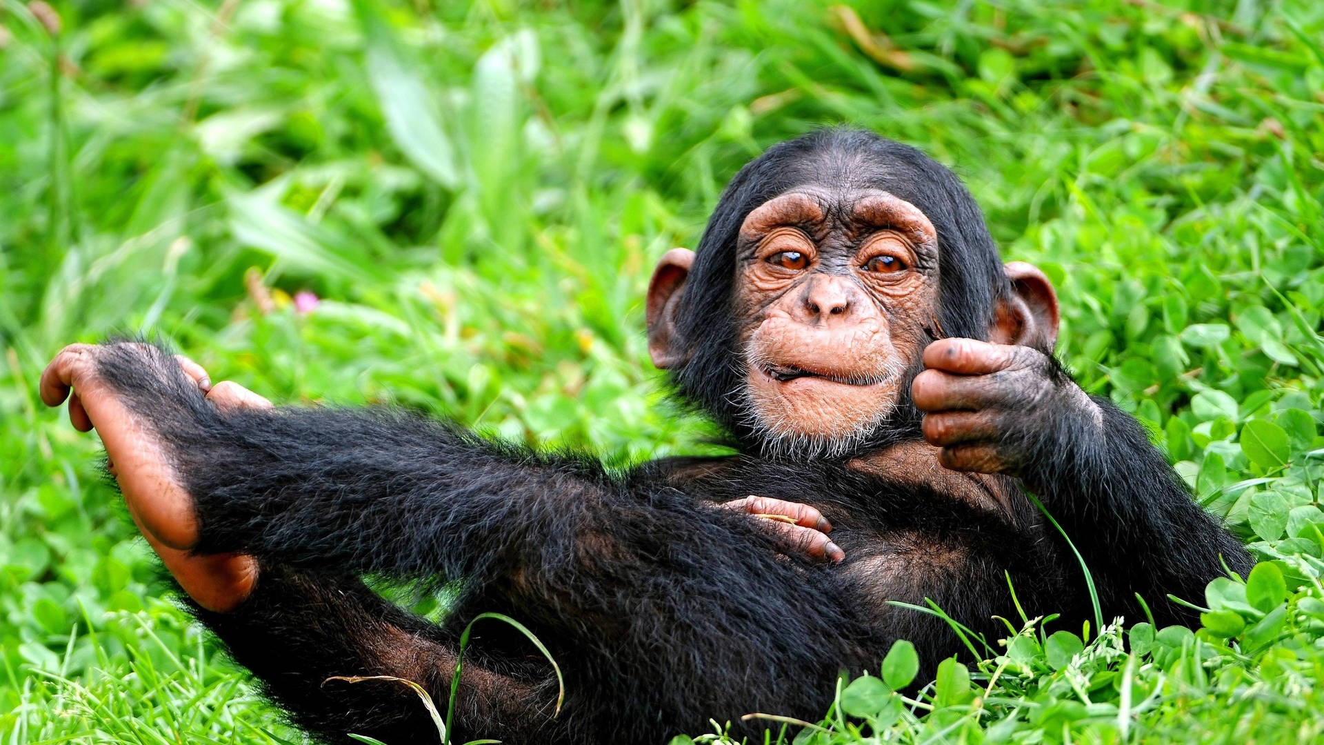 Baby Chimpanzee At Grassy Ground Background