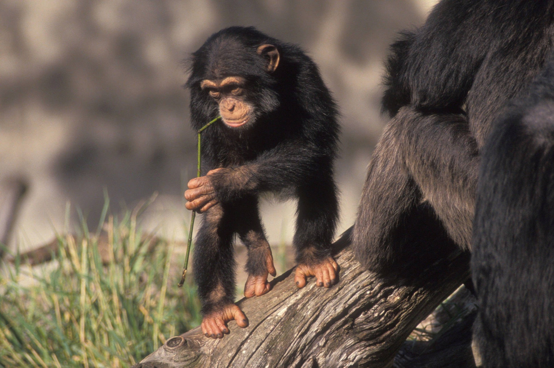 Baby Chimpanzee At Log Background
