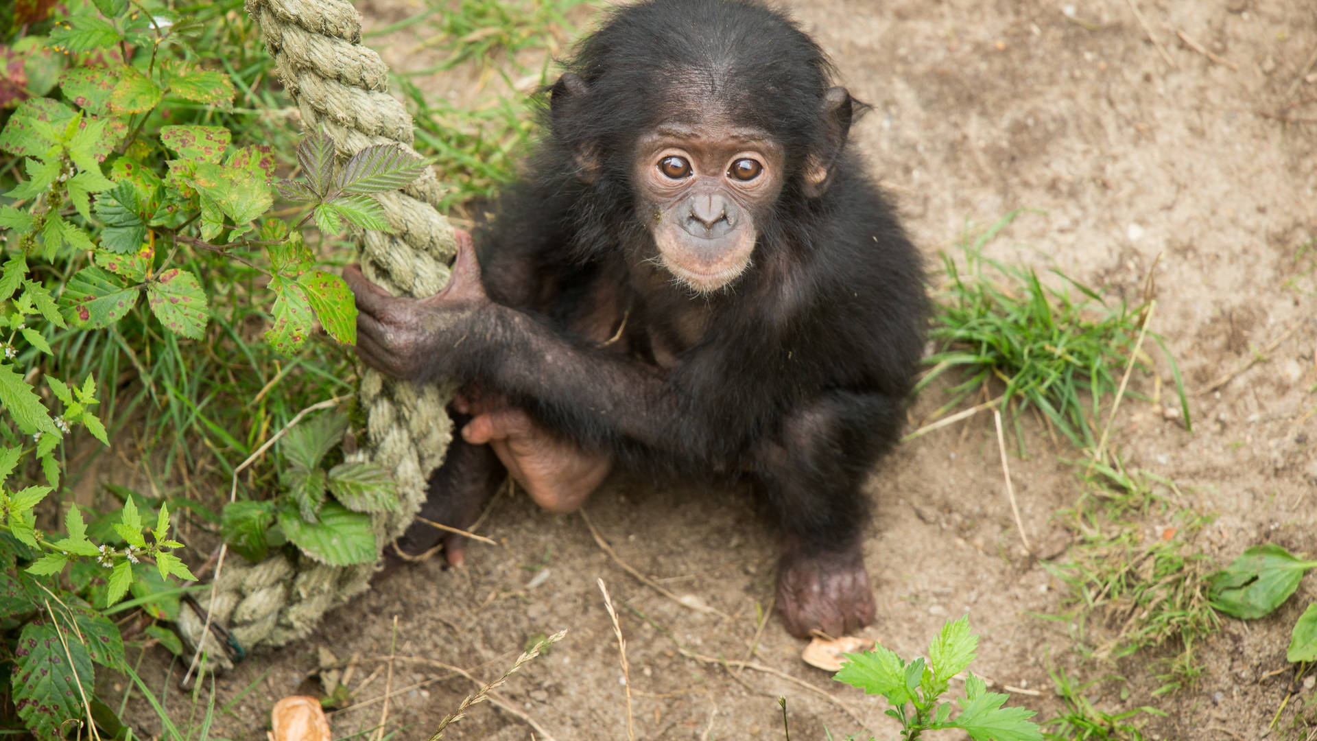 Baby Chimpanzee Near Rope
