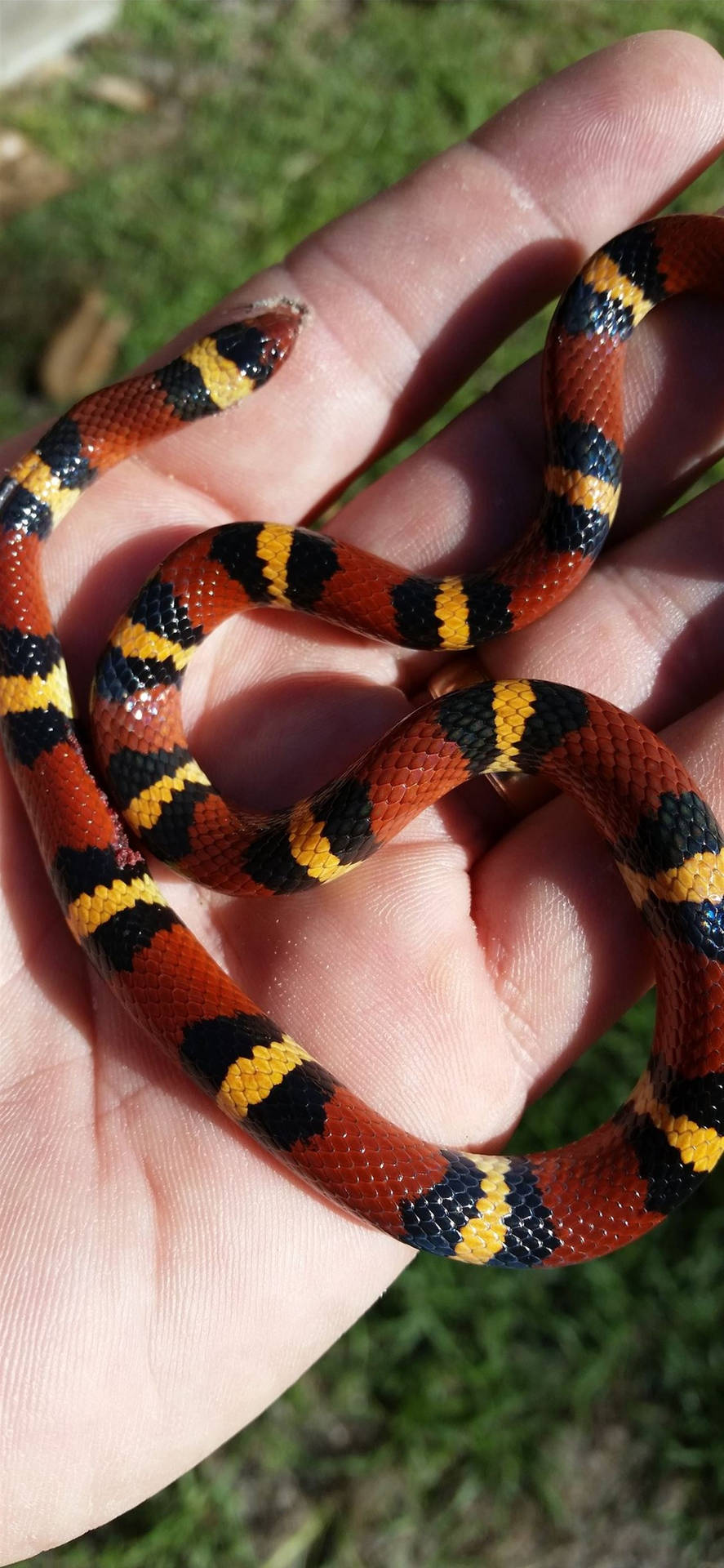 Baby Coral Snake-like Scarlet Kingsnake Background