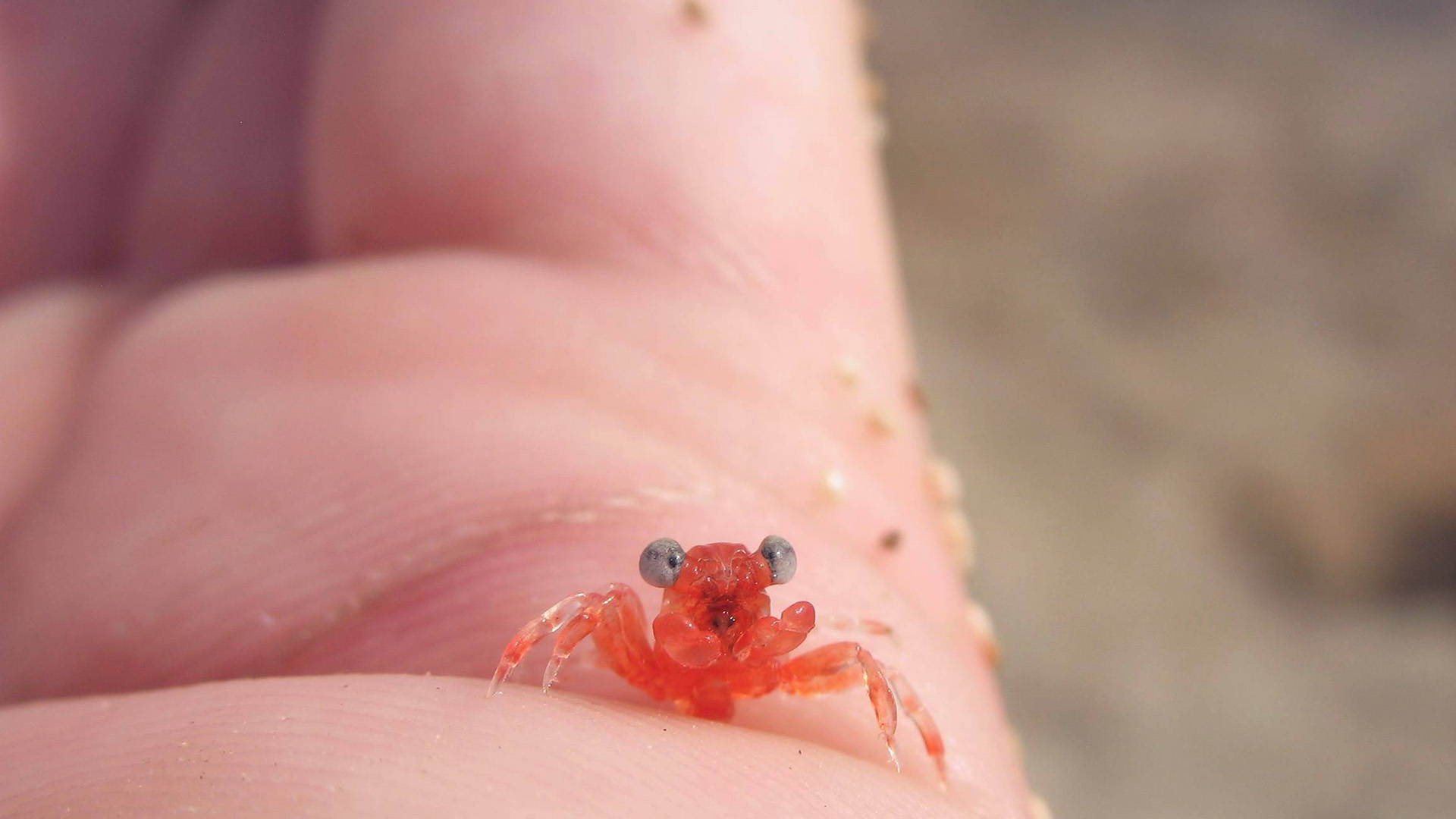 Baby Crab In Palm