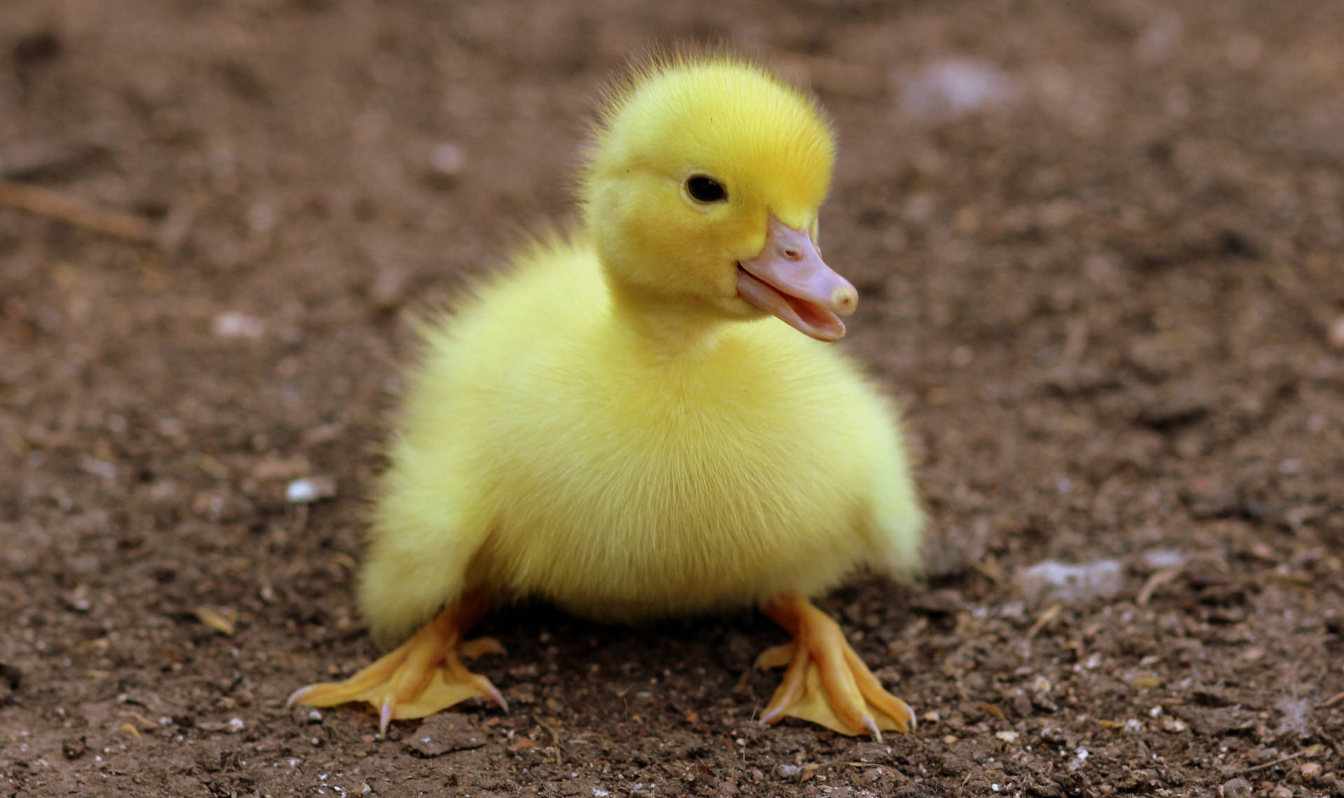 Baby Cute Animal Yellow Duckling Background