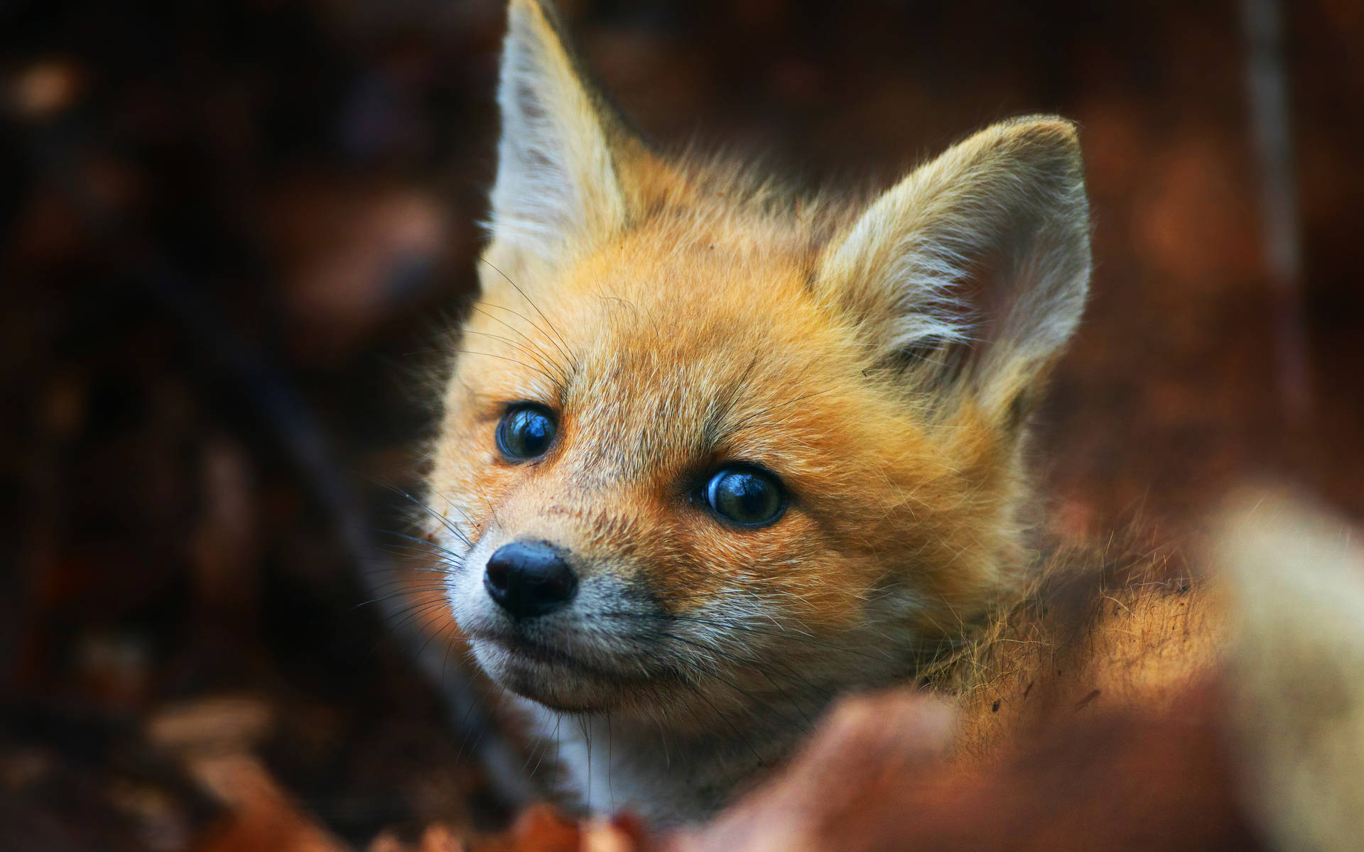 Baby Cute Fox Background