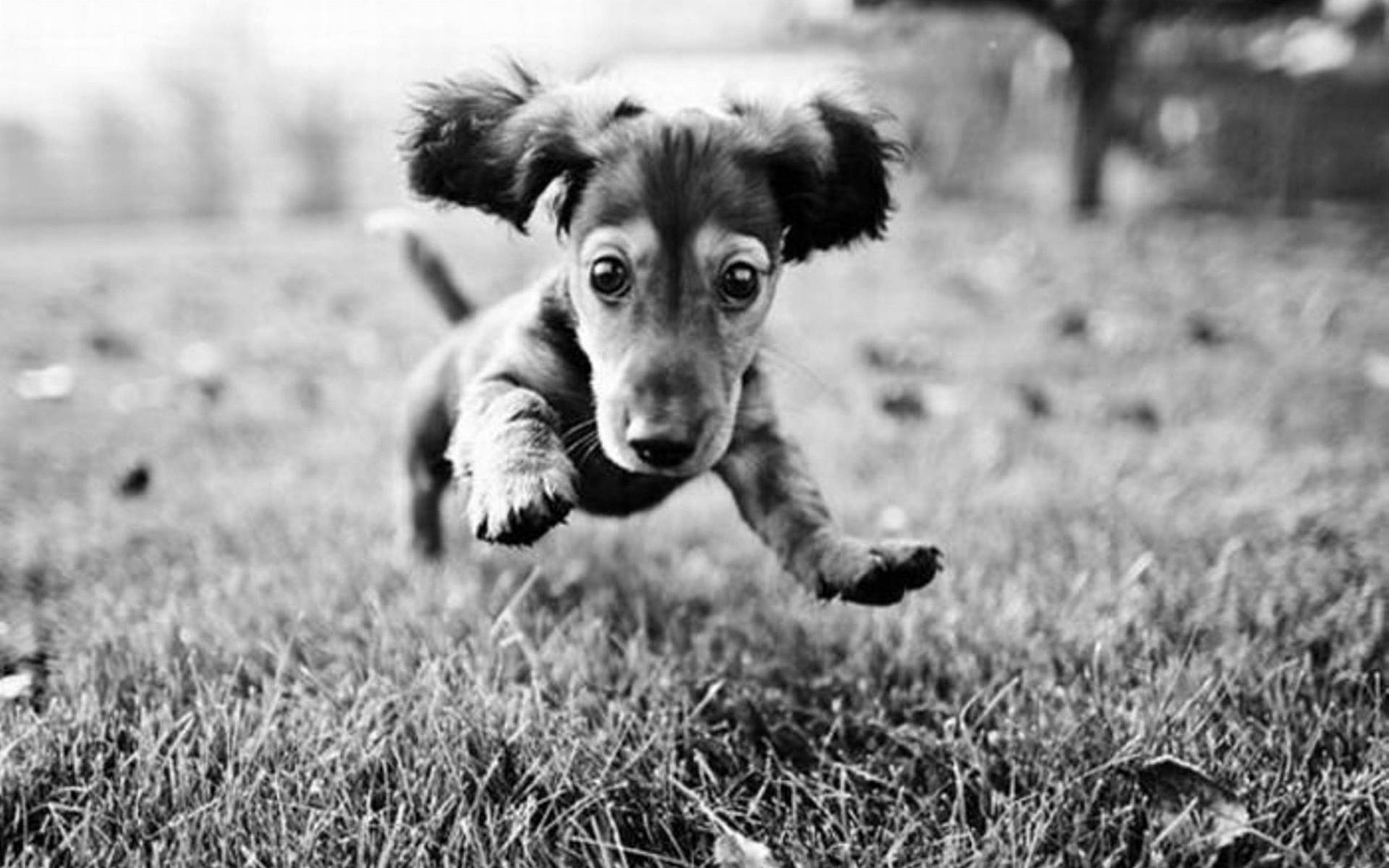 Baby Dachshund Black And White Dog Background