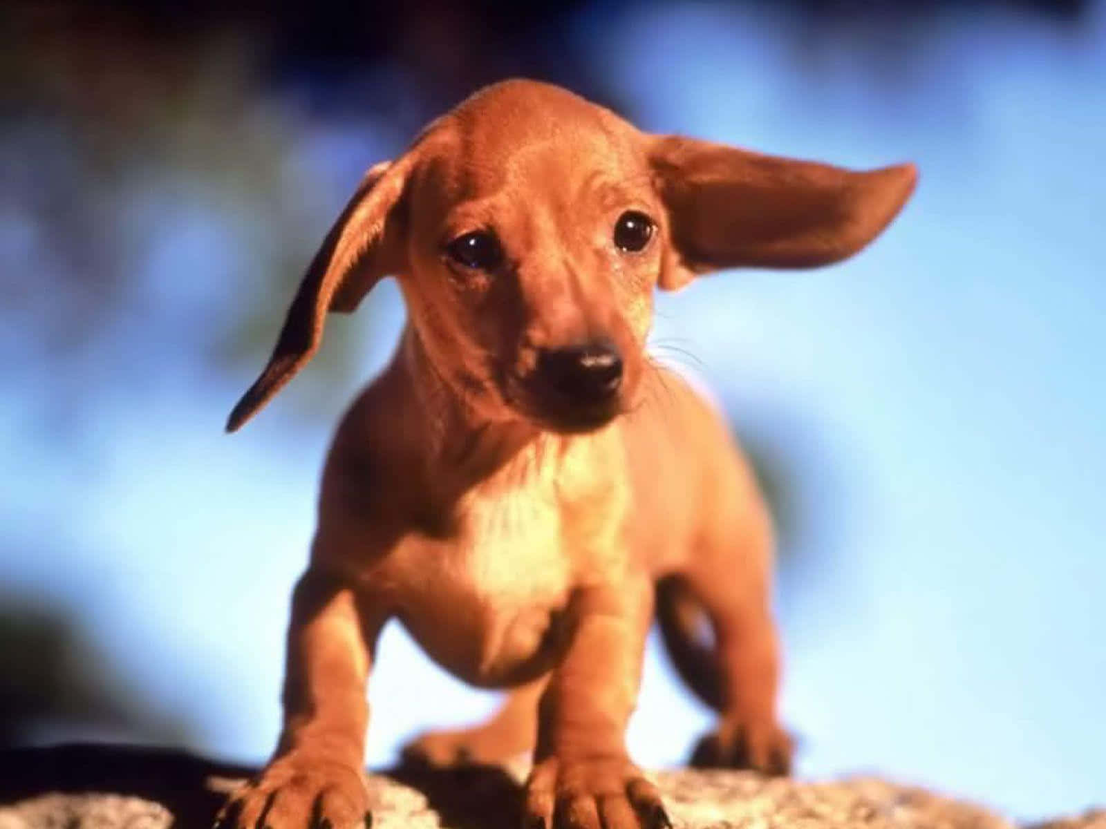 Baby Dachshund Outside