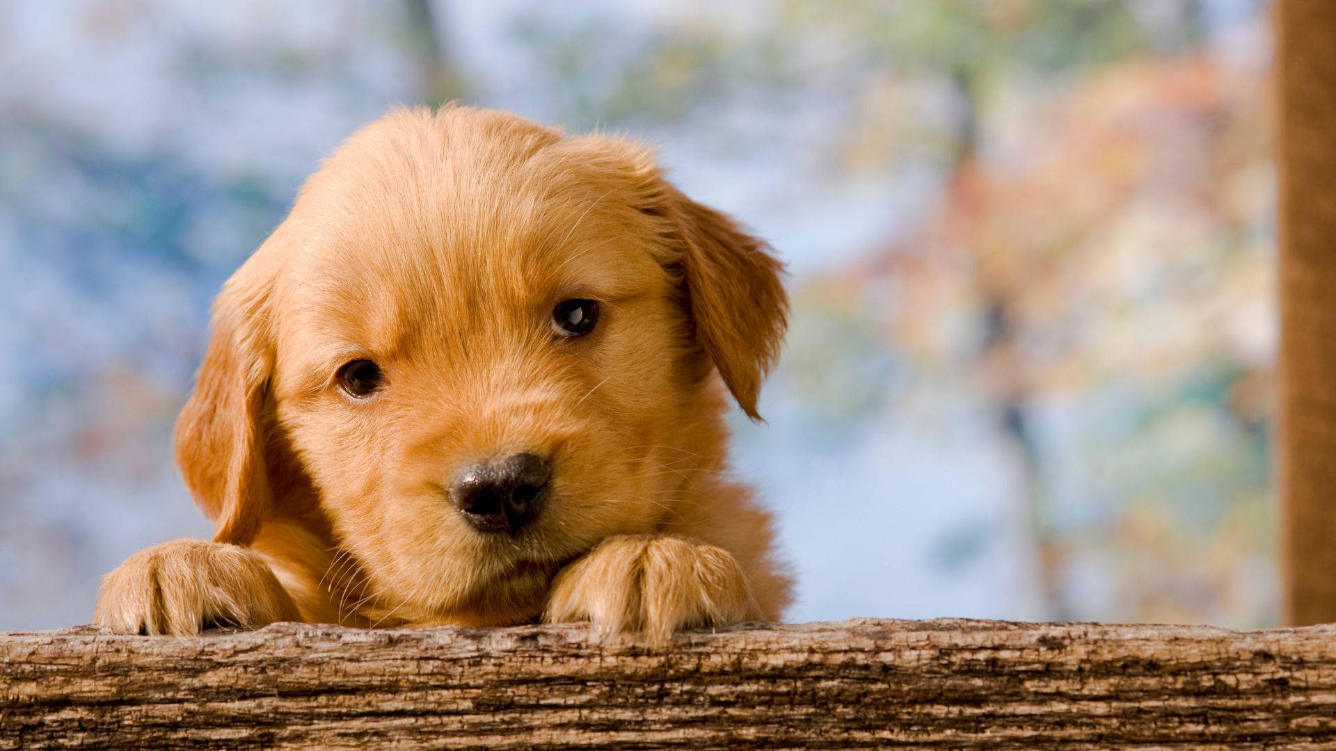 Baby Dog Rests On Wood Background