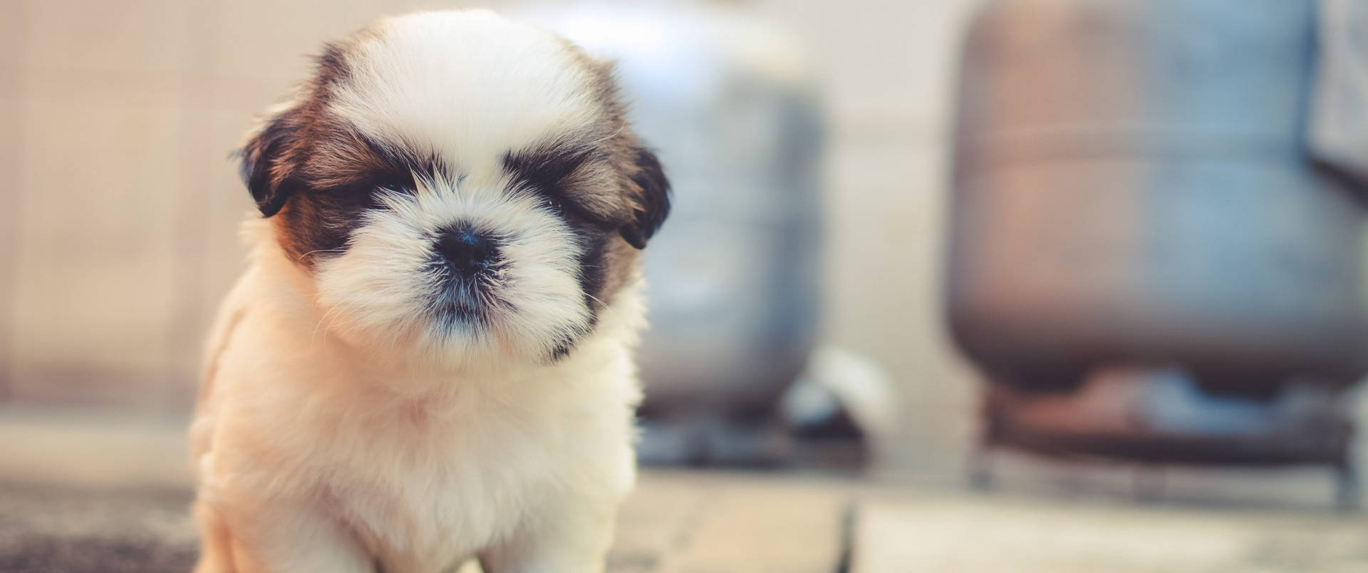 Baby Dog With Eyes Closed Background