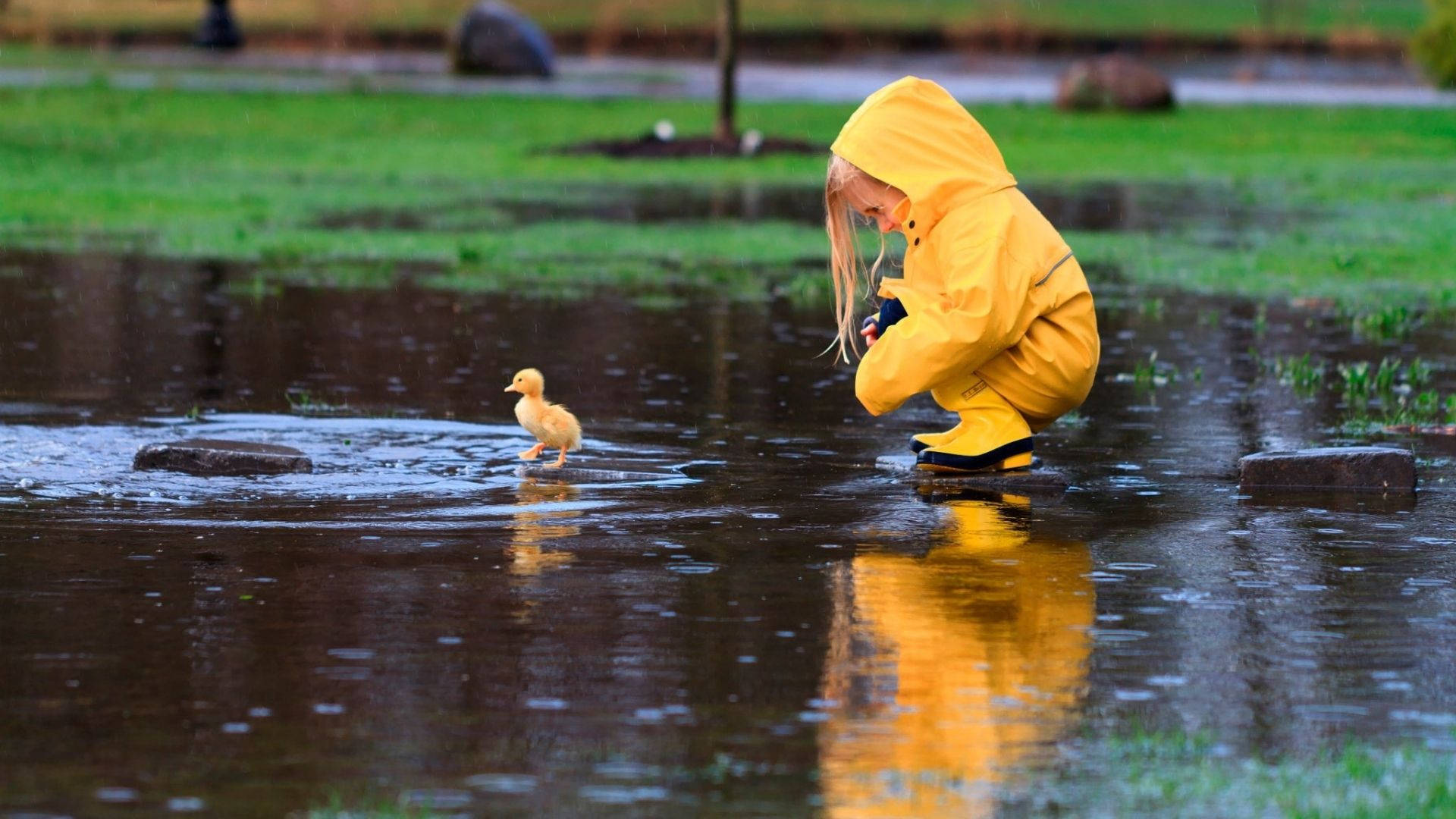 Baby Duck And Child