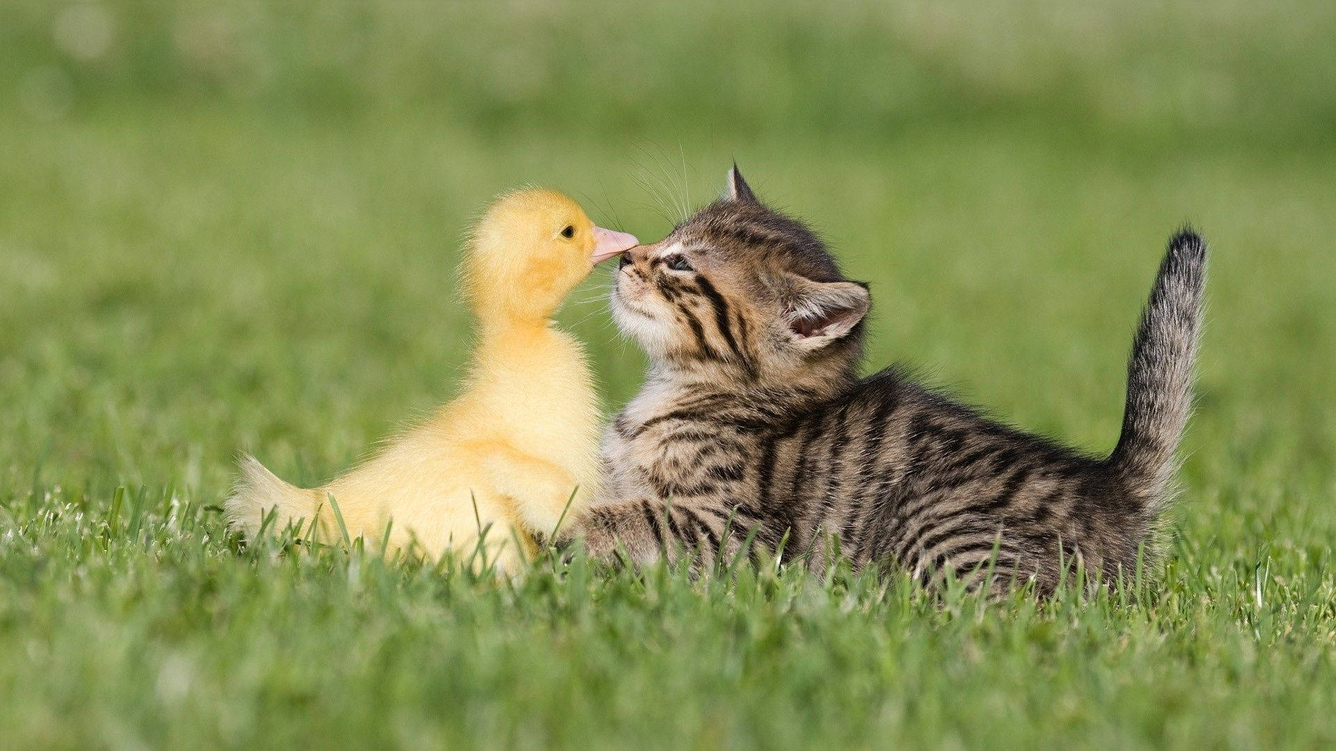 Baby Duck Kissing Kitten Background