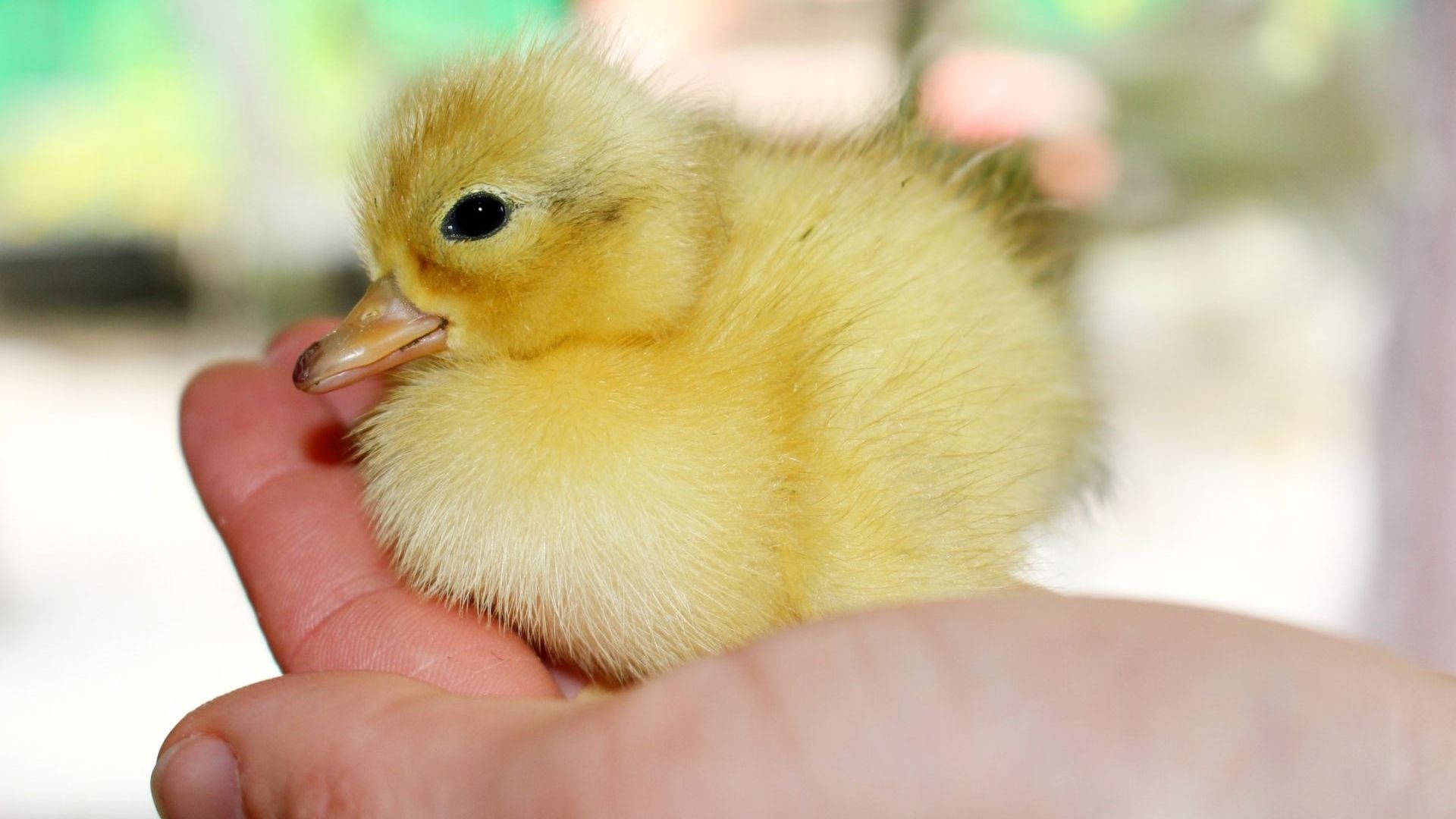 Baby Duck On Palm