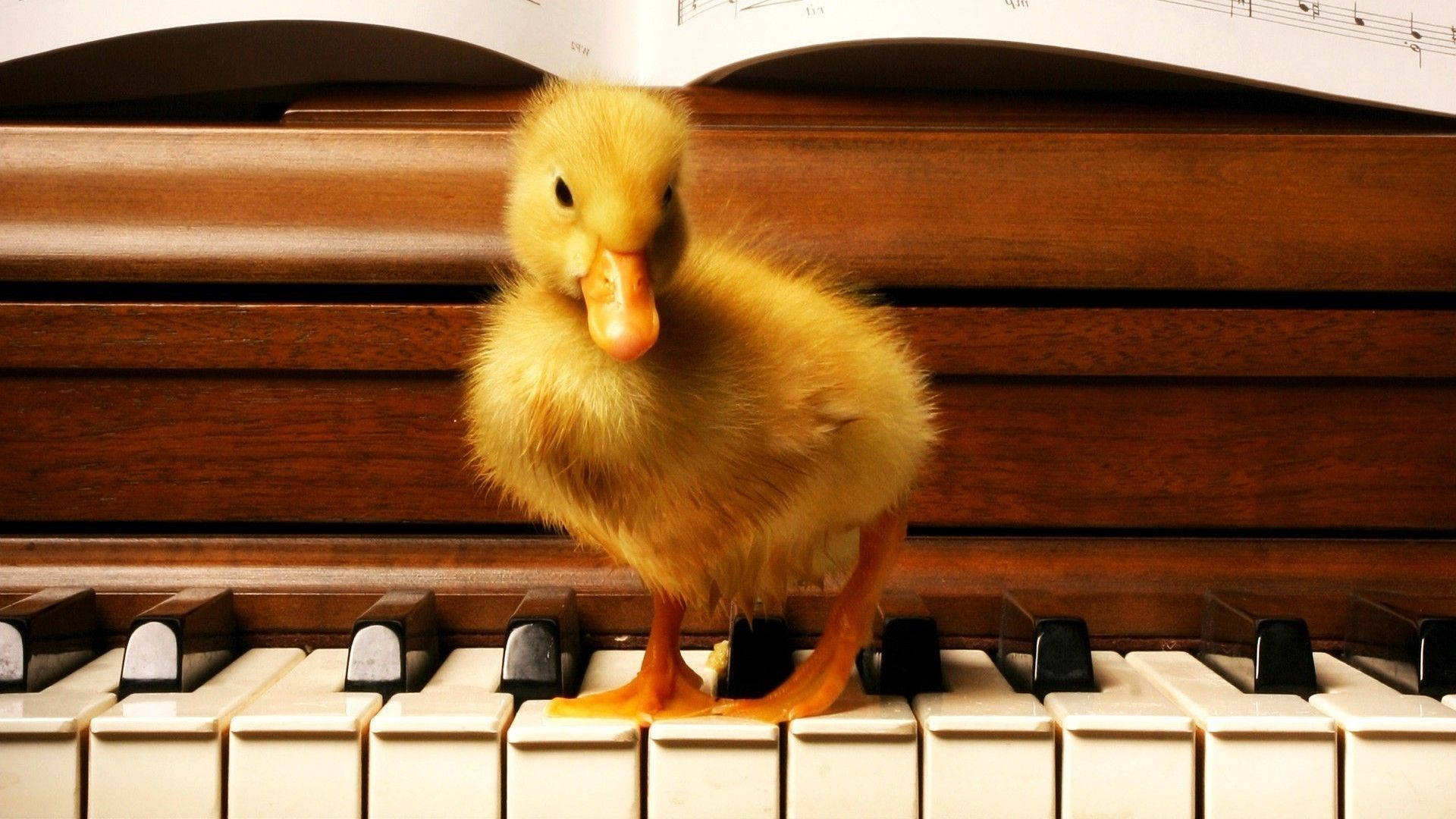 Baby Duck On Piano Background
