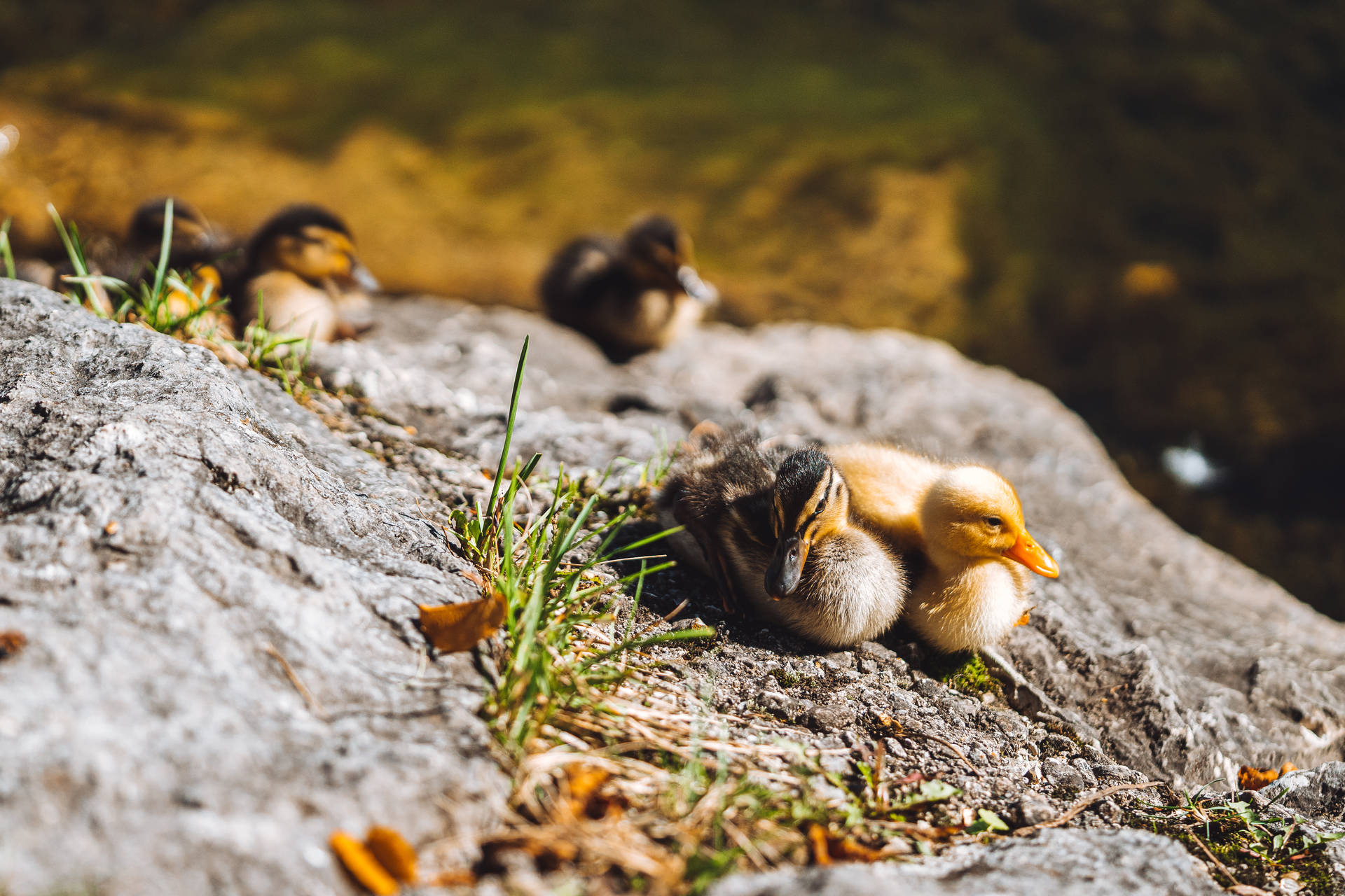 Baby Ducks Beautiful Birds Background