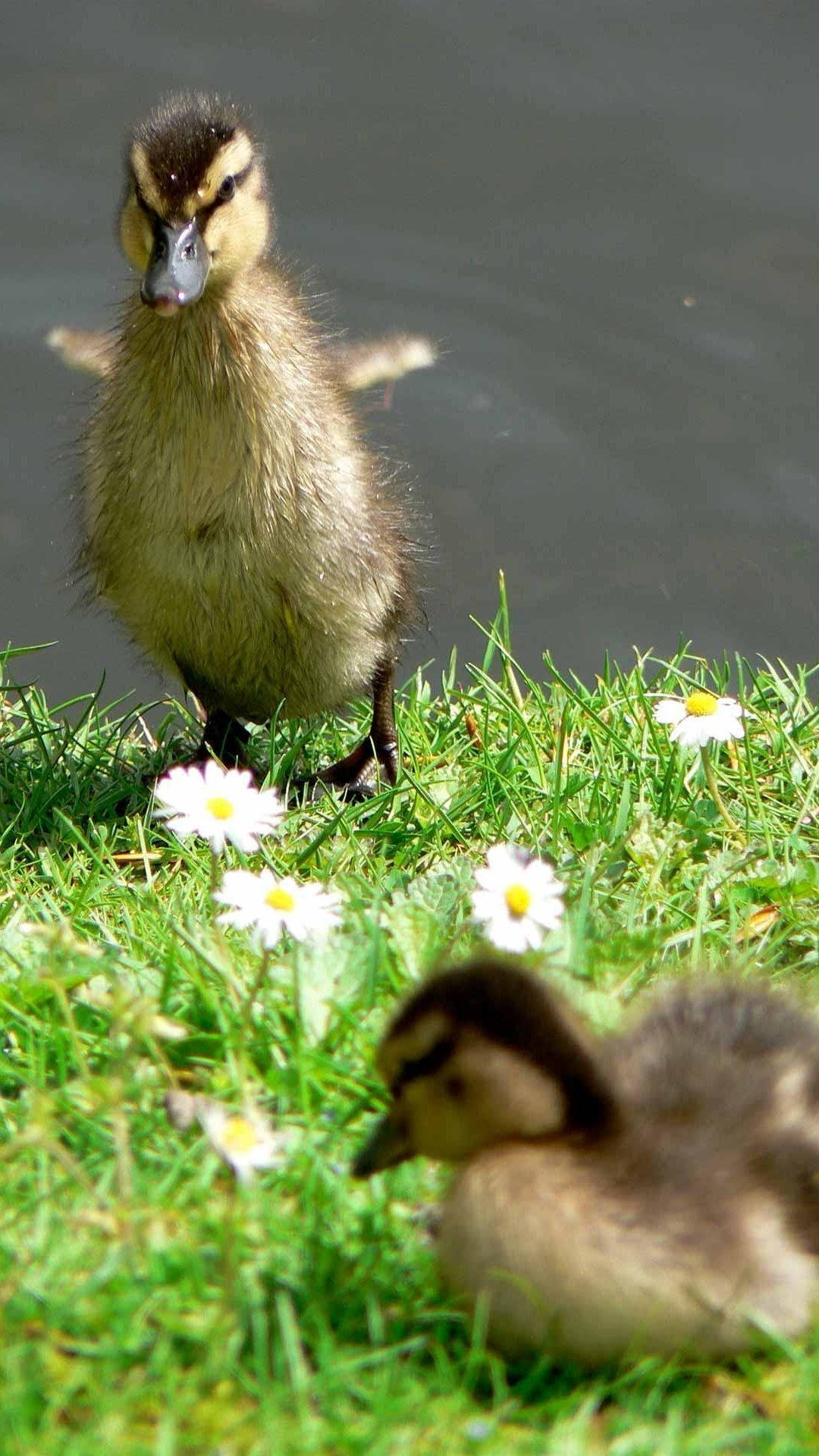 Baby Ducks By The Lake