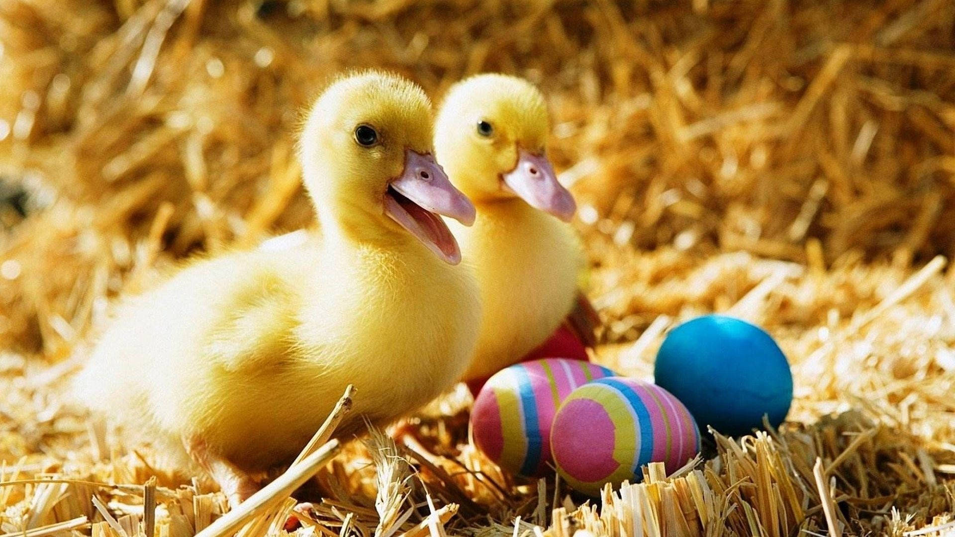 Baby Ducks Easter Eggs Background