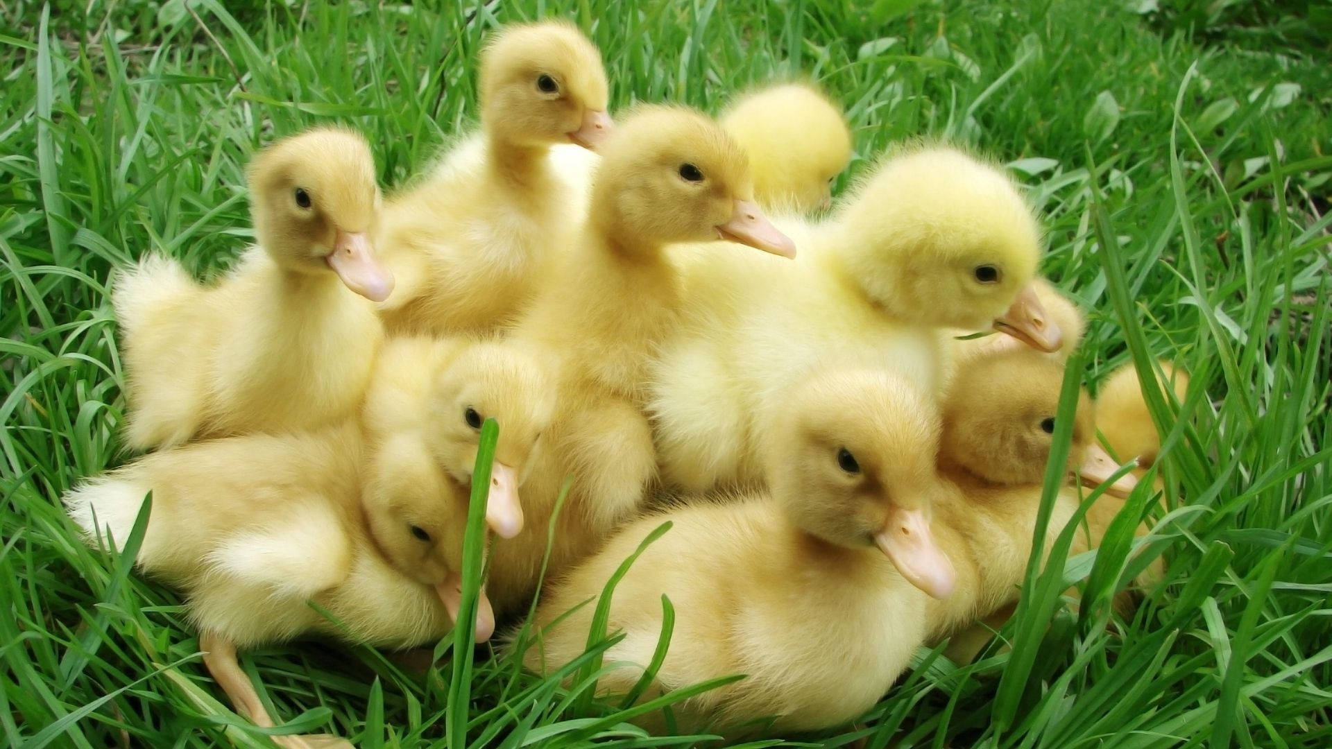 Baby Ducks Family