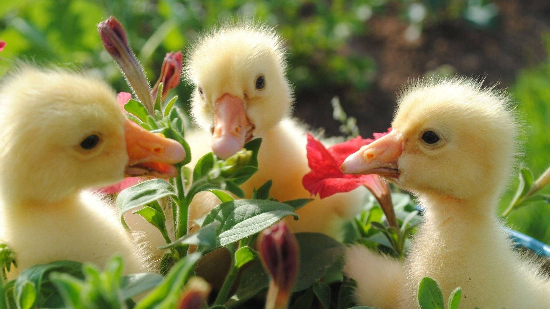 Baby Ducks Flowers Background