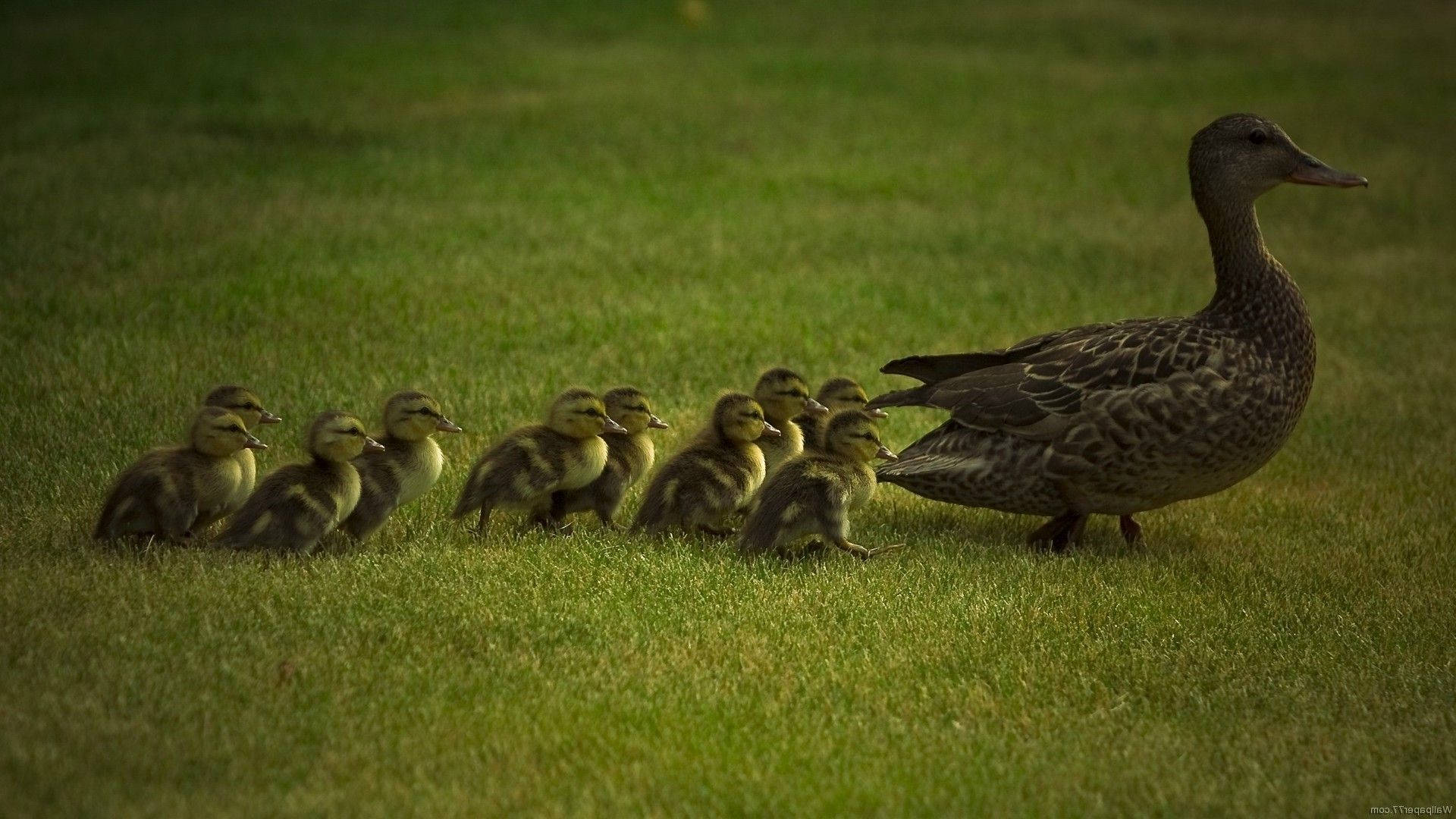 Baby Ducks Following Mommy Duck Background