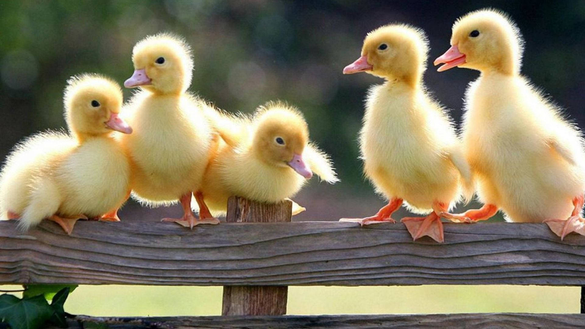 Baby Ducks Friends