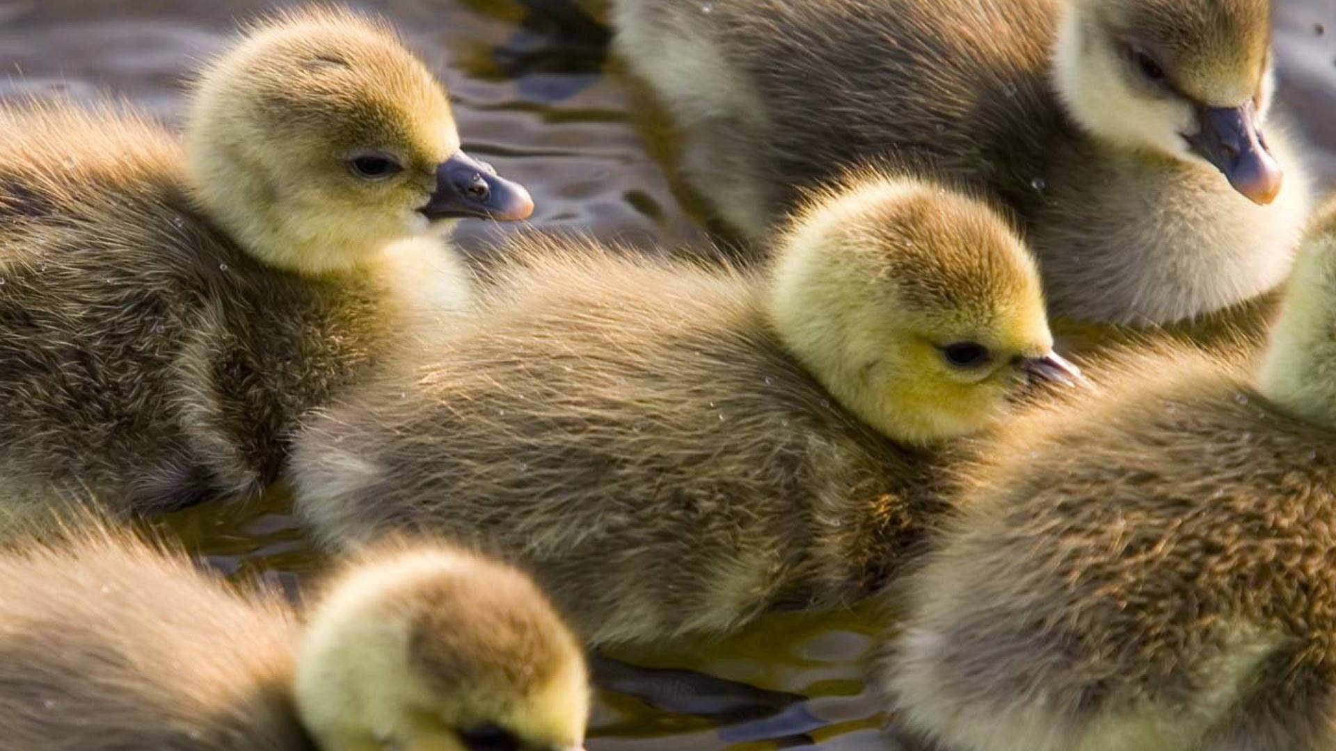 Baby Ducks In A Line Background