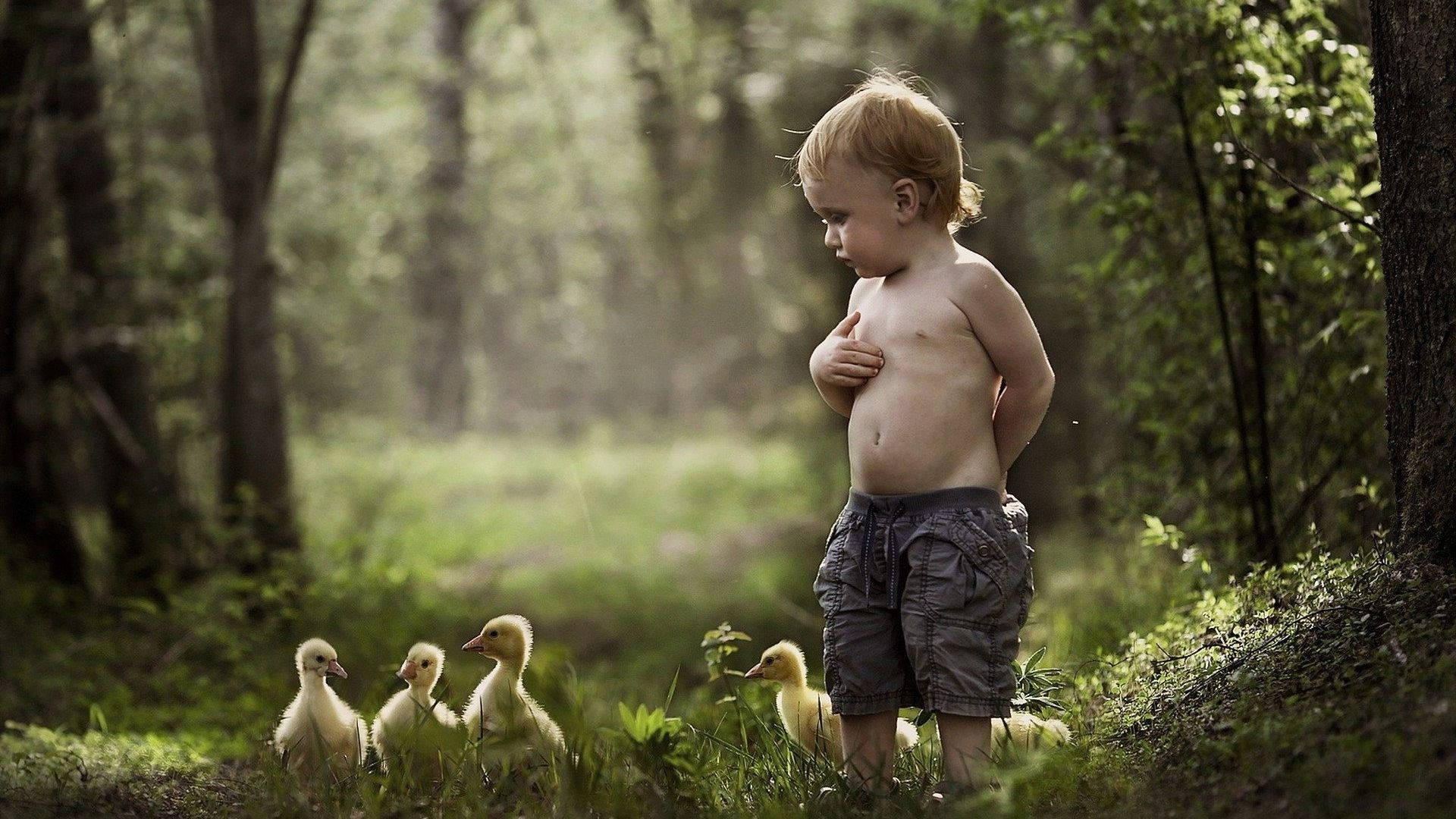 Baby Ducks In Woods Background