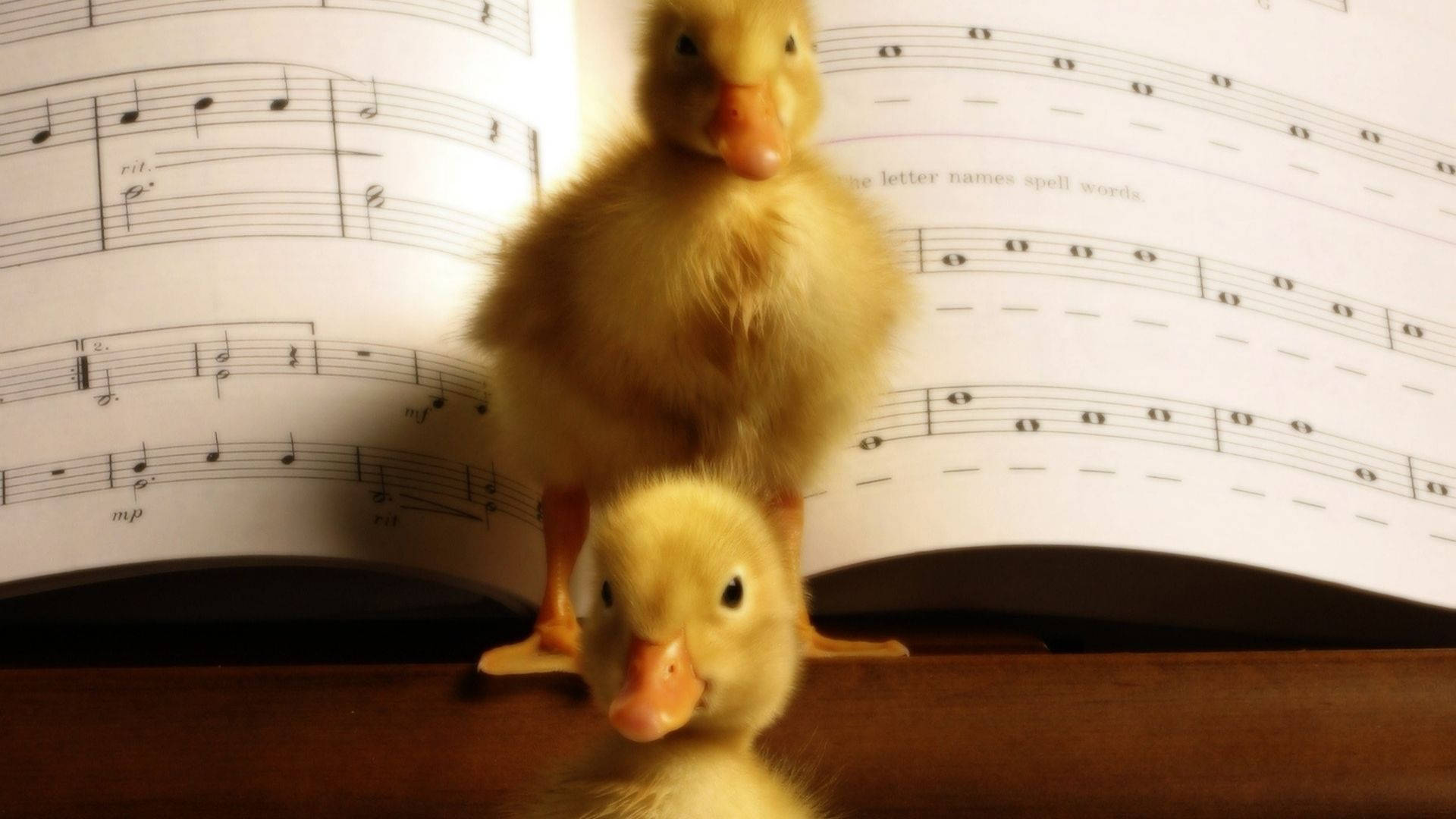 Baby Ducks Musical Background