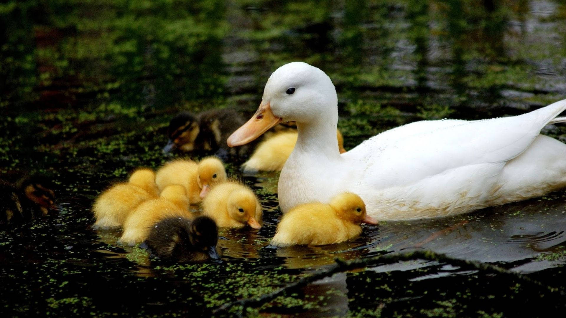 Baby Ducks Siblings Background