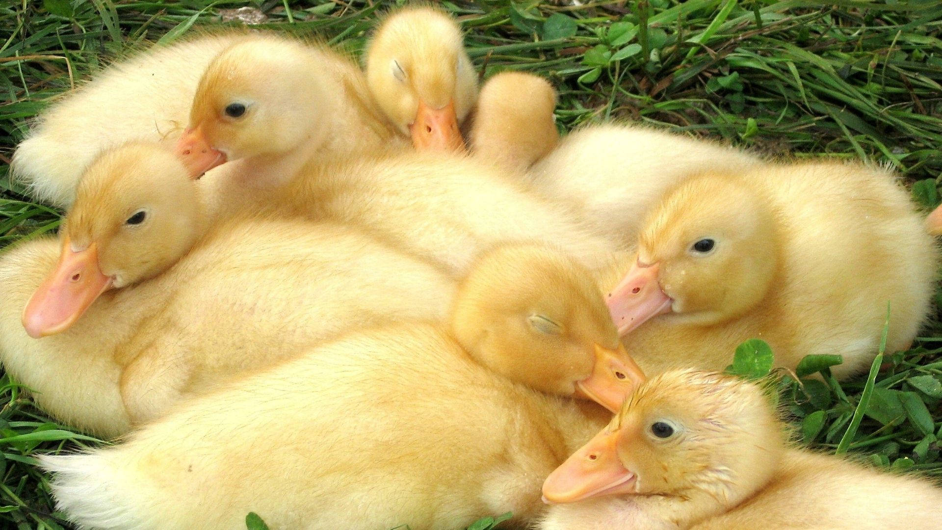 Baby Ducks Sleeping Together Background