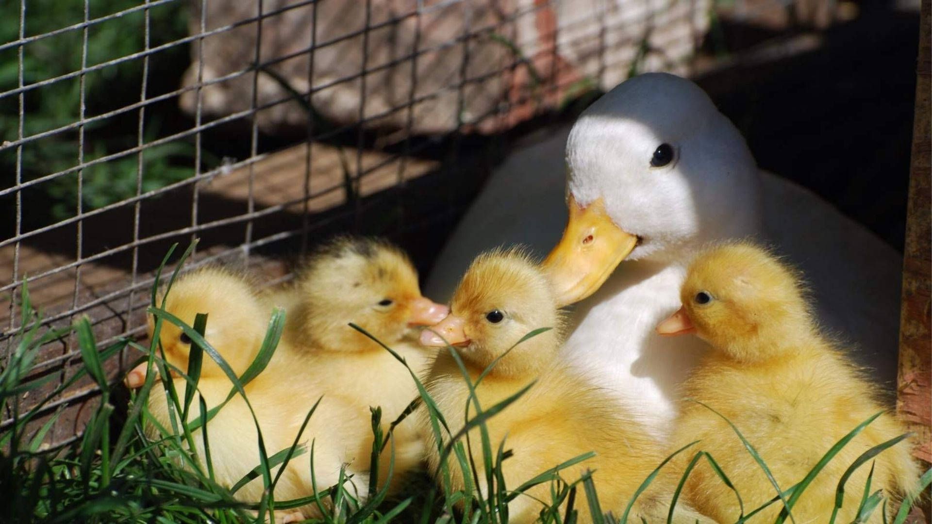 Baby Ducks Sunny Day
