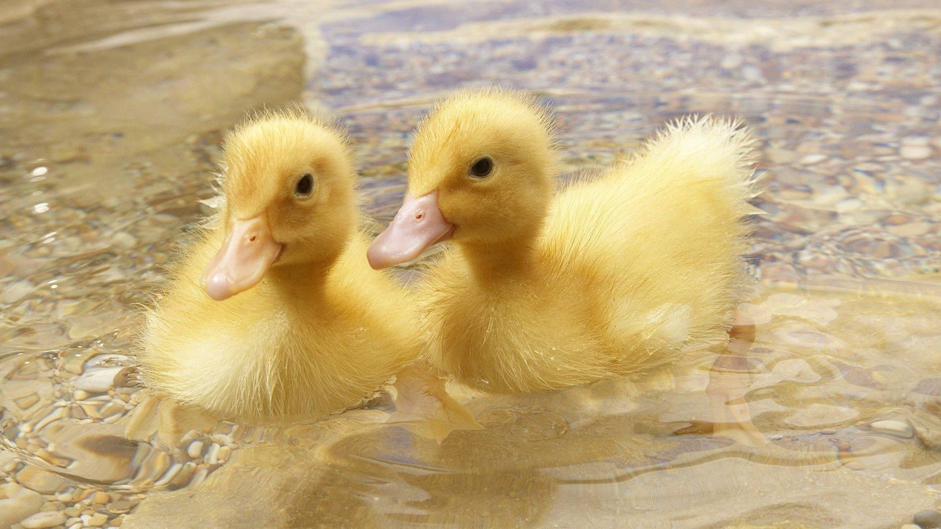 Baby Ducks Together Background