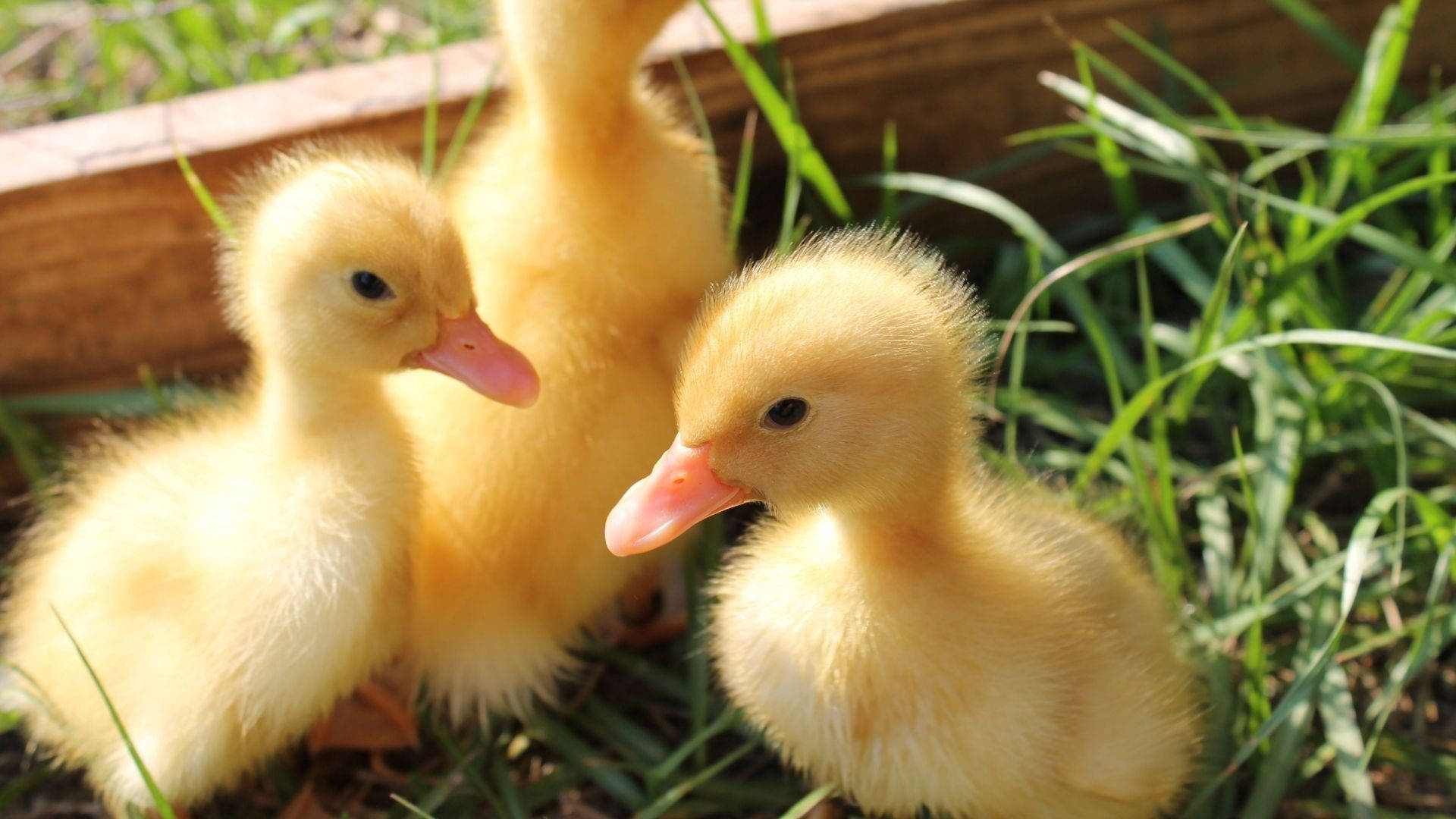 Baby Ducks Trio