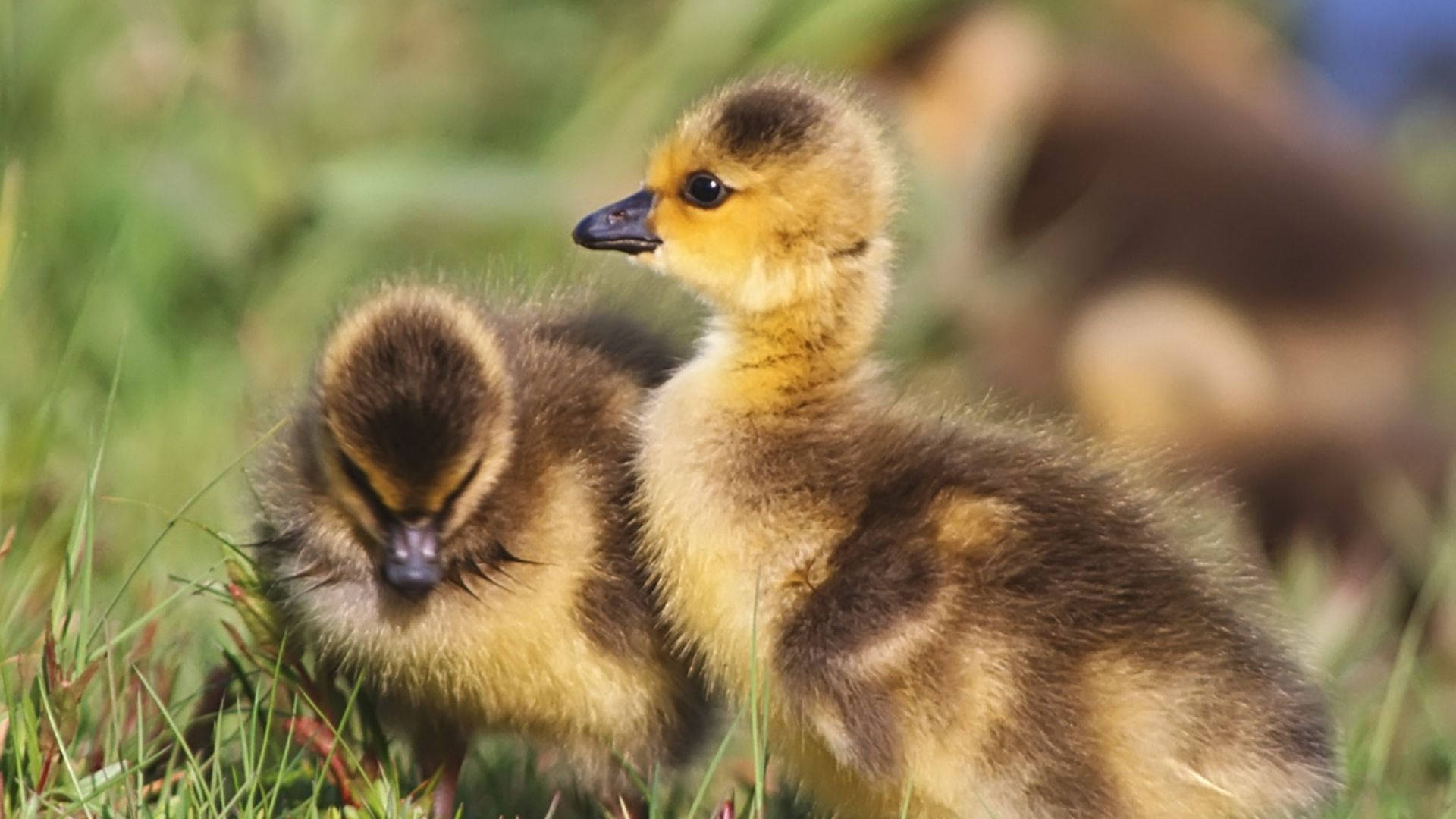 Baby Ducks Under The Sun Background