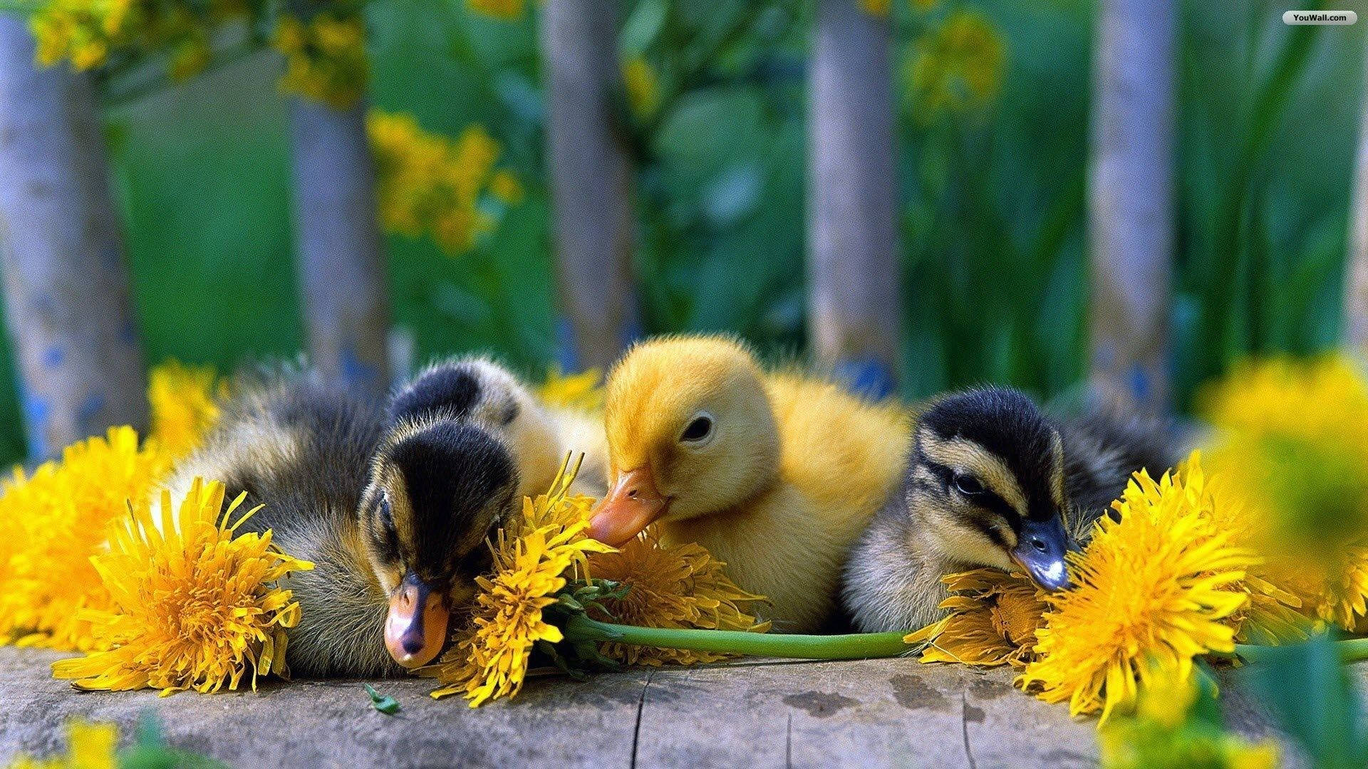 Baby Ducks With Flowers Background