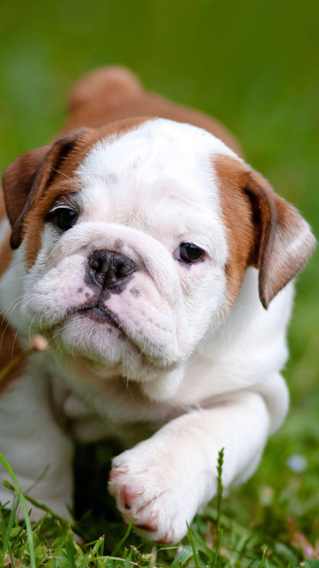 Baby English Bulldog Background