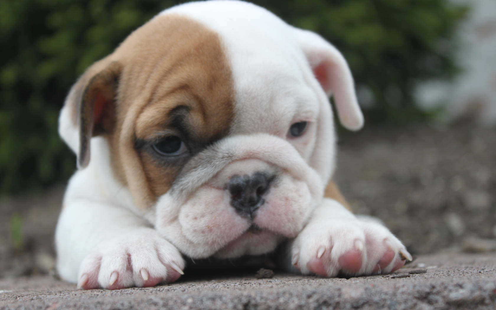 Baby English Bulldog Puppy Background