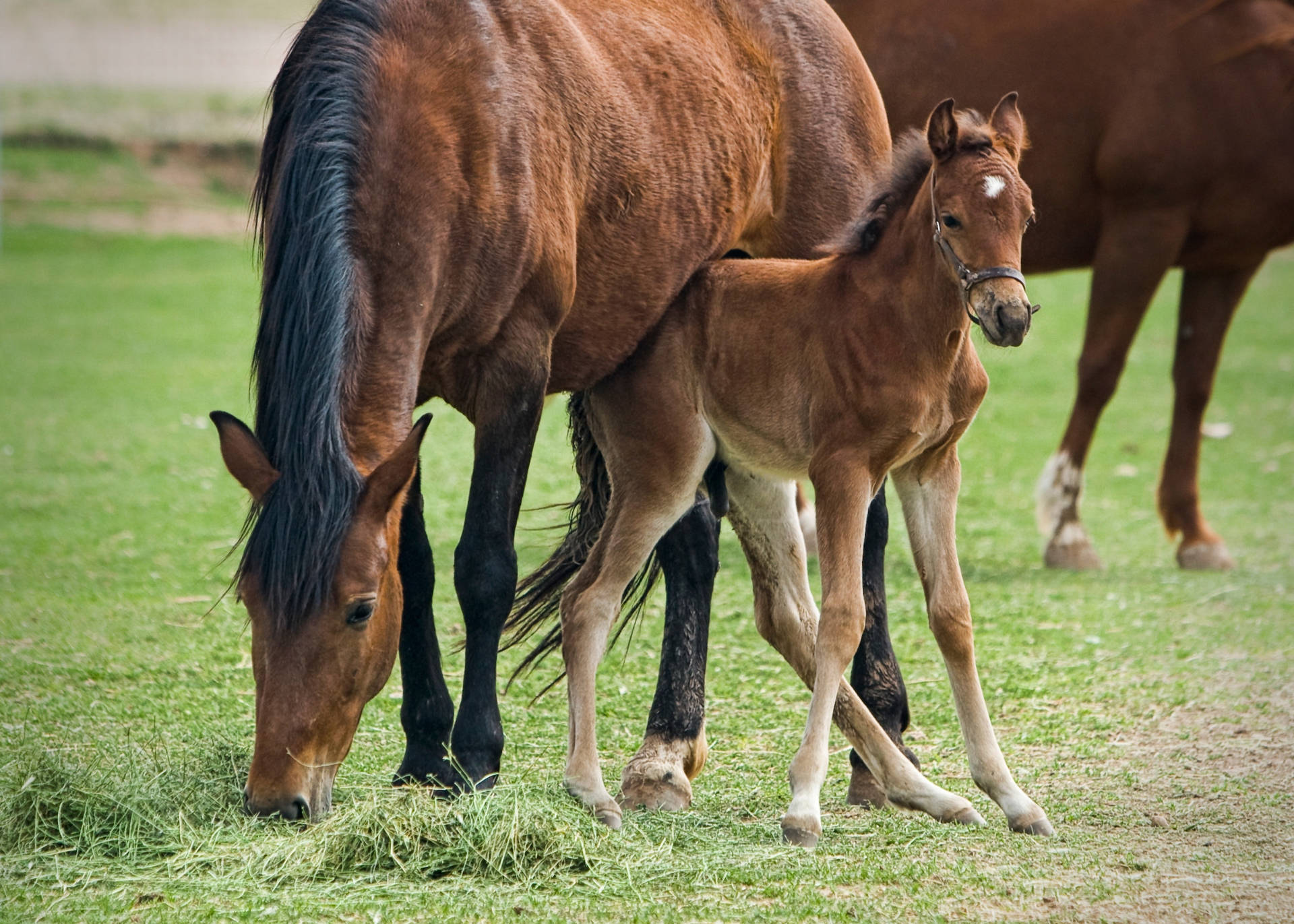 Baby Foal Under Eating Mother Horse