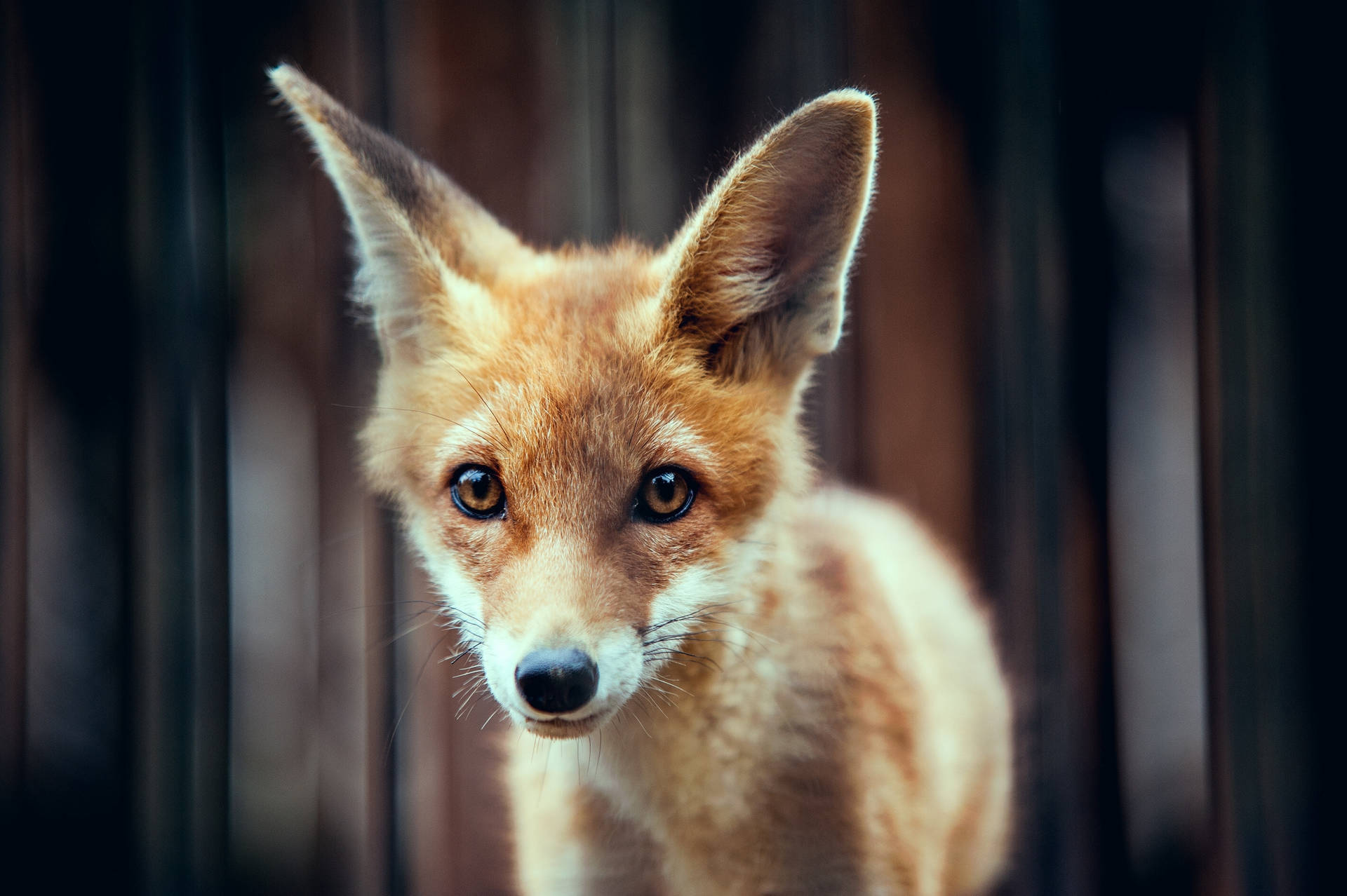 Baby Fox Close-up Background