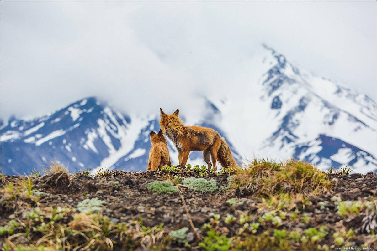 Baby Fox High Mountains Background