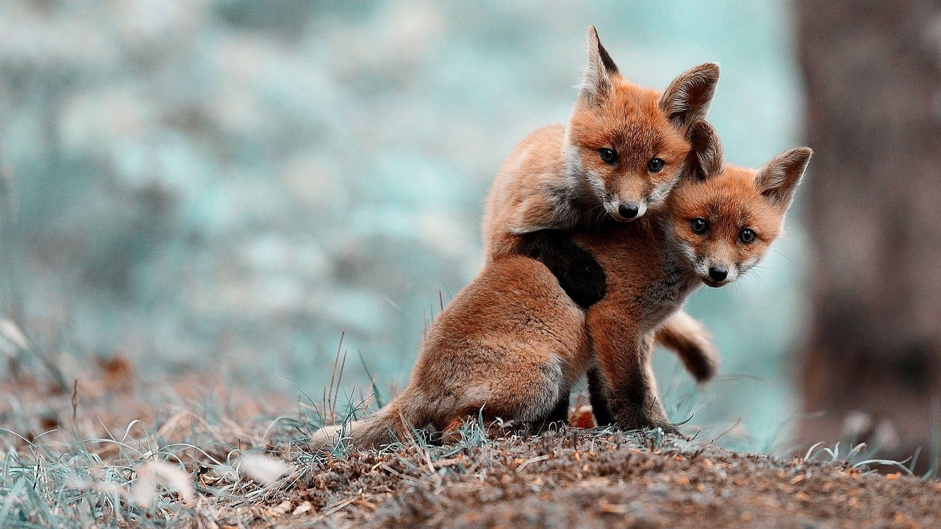 Baby Fox Hugging Background