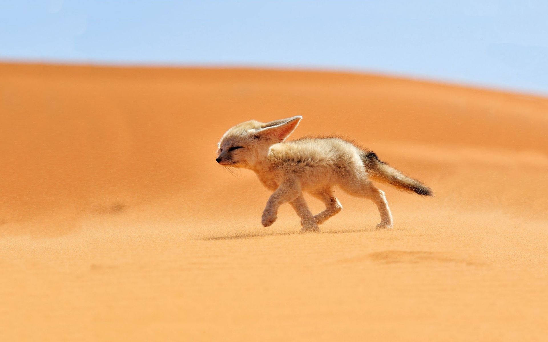 Baby Fox In Sahara Desert Background