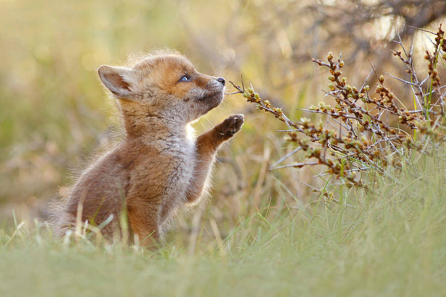 Baby Fox Nature Background