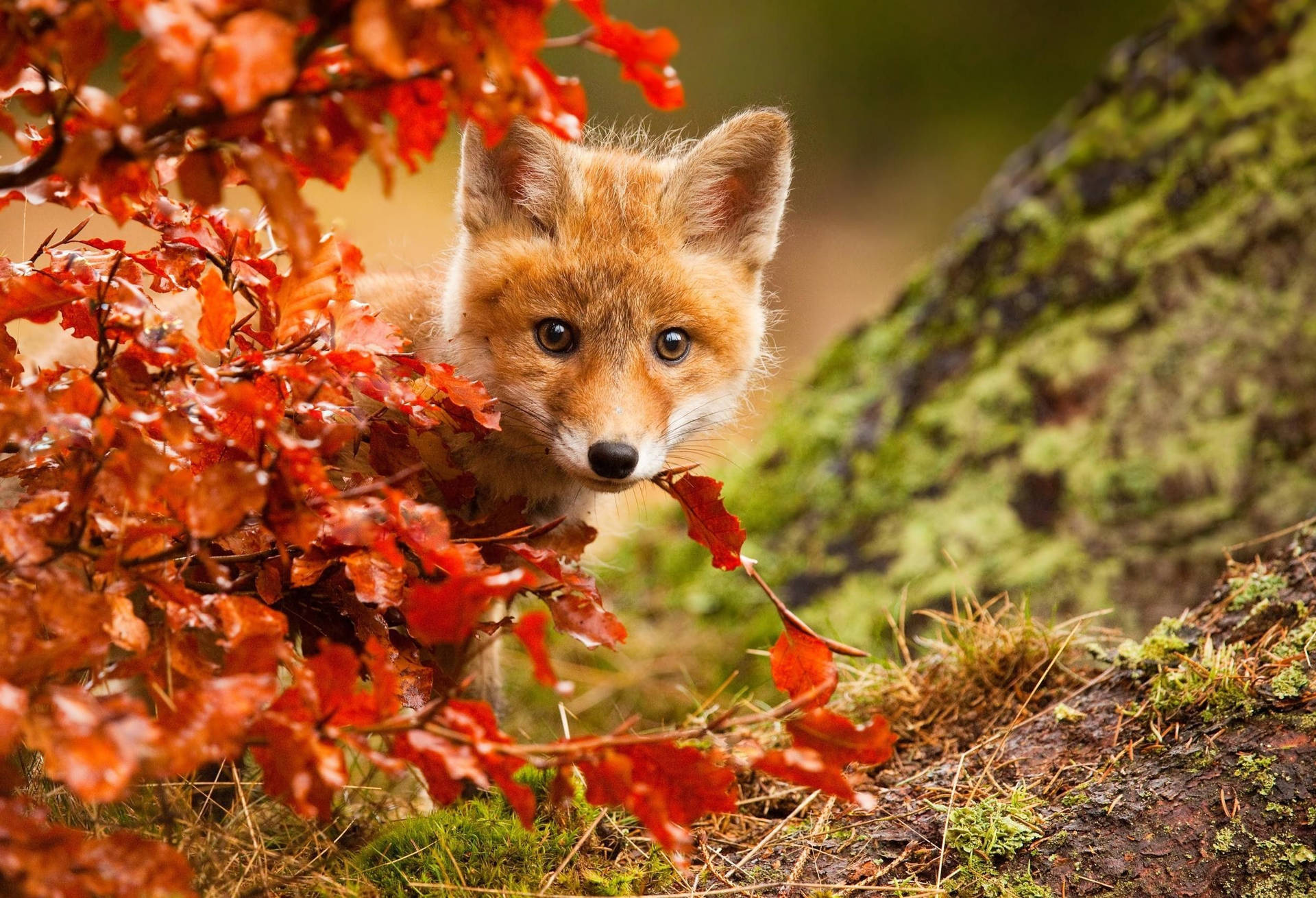 Baby Fox On Fall Season Background