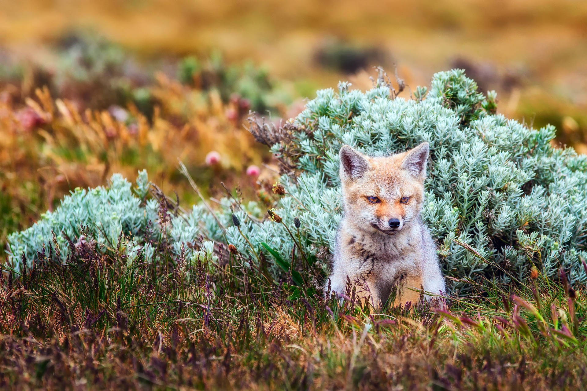 Baby Fox On Grassy Field Background