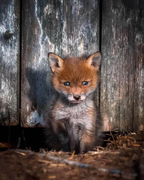 Baby Fox Portrait Background