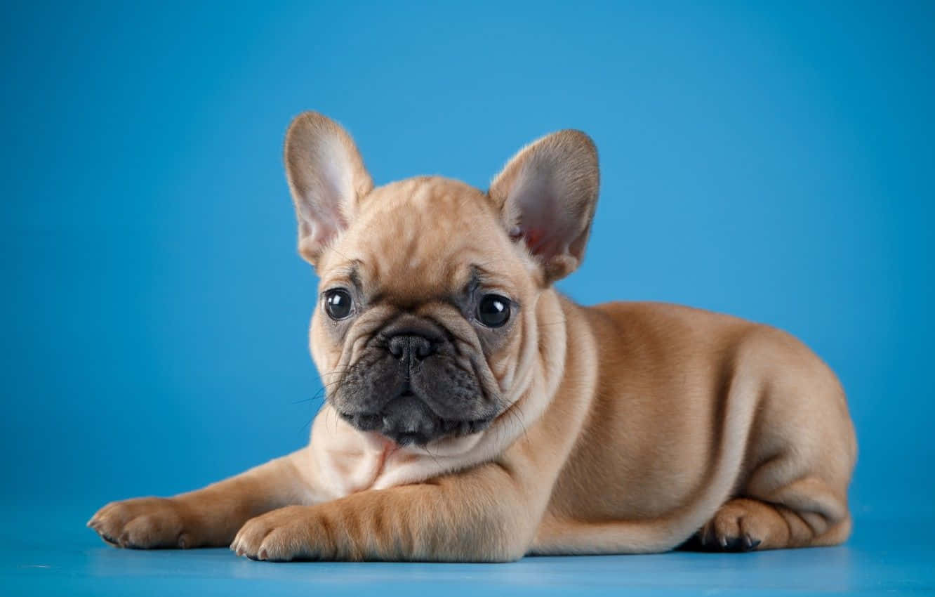 Baby French Bulldog Striking A Pose Background