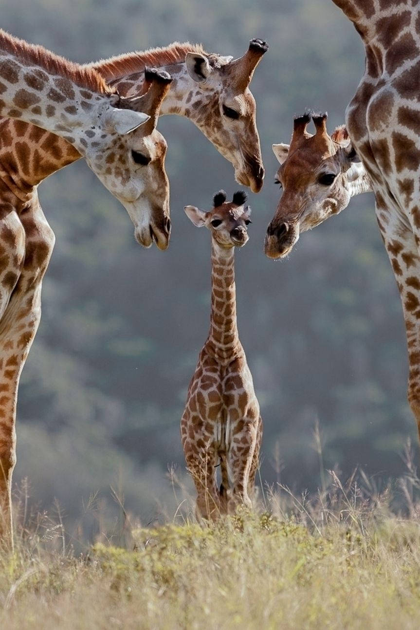Baby Giraffe And Family Background