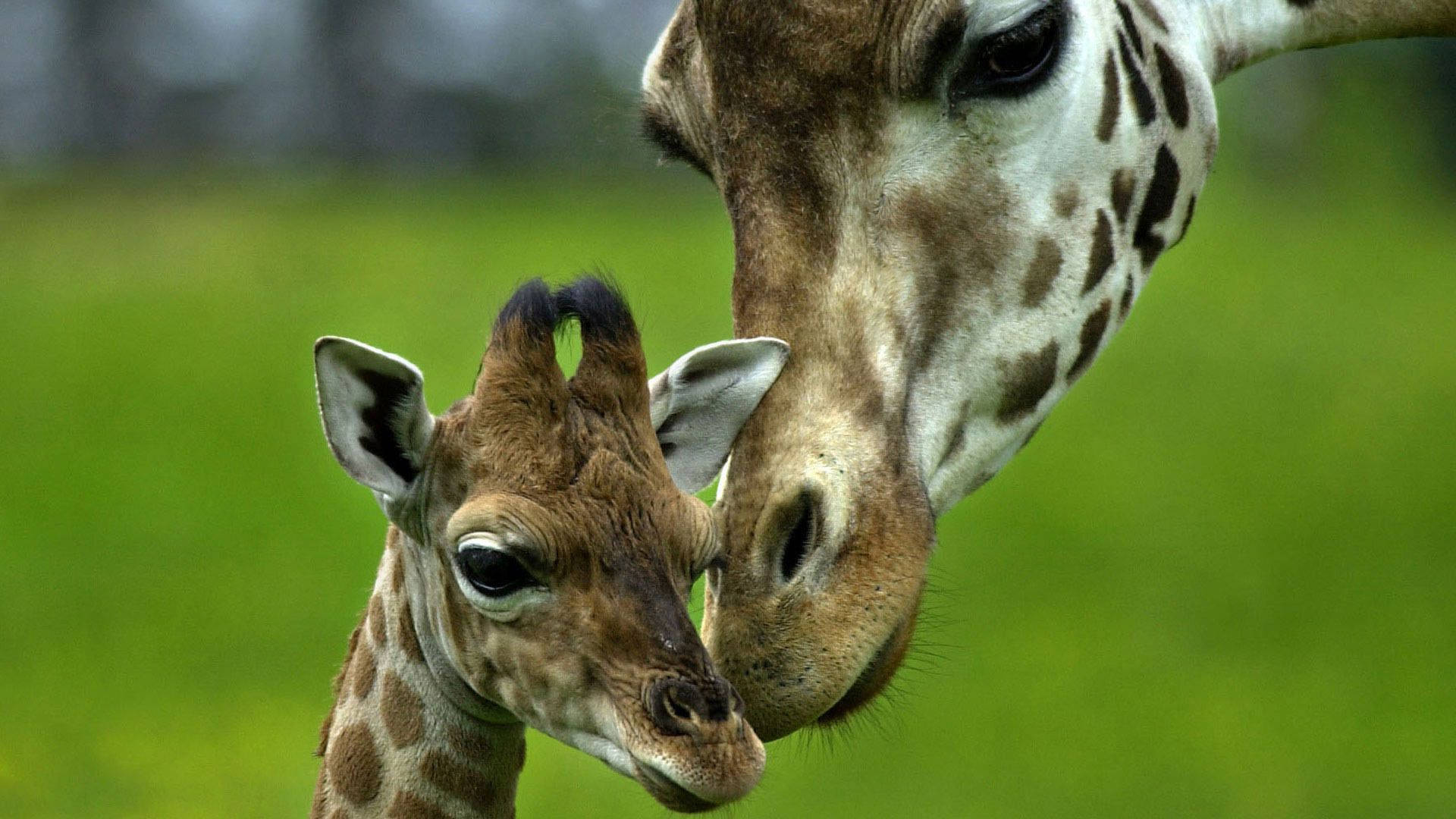 Baby Giraffe Being Adored Background