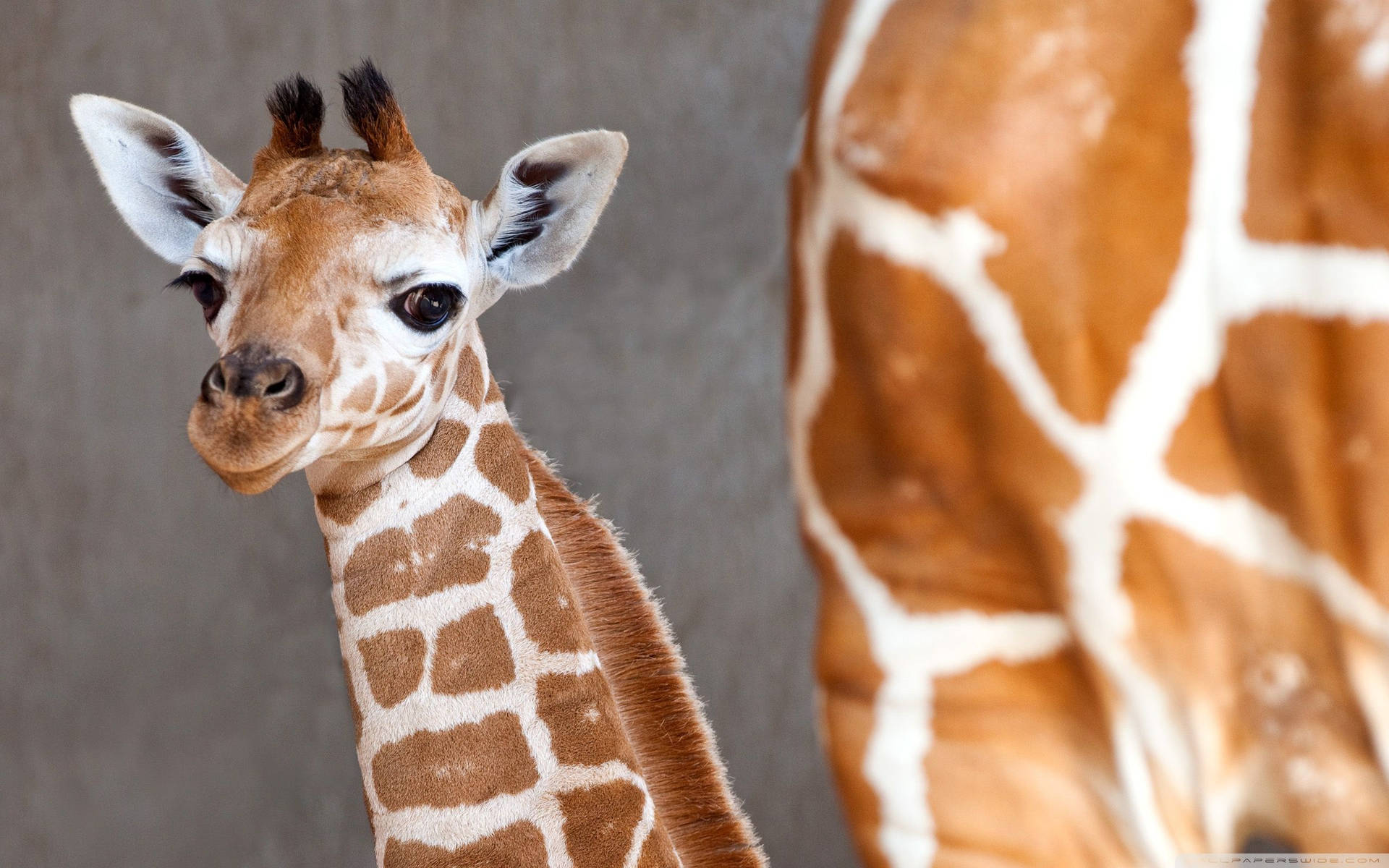 Baby Giraffe Brown Markings Background
