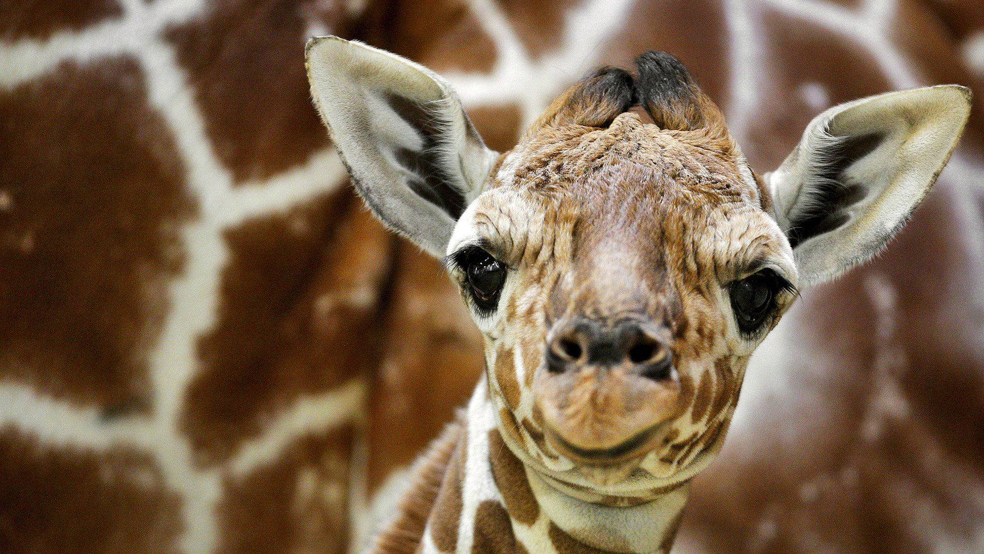 Baby Giraffe Cute Face Background
